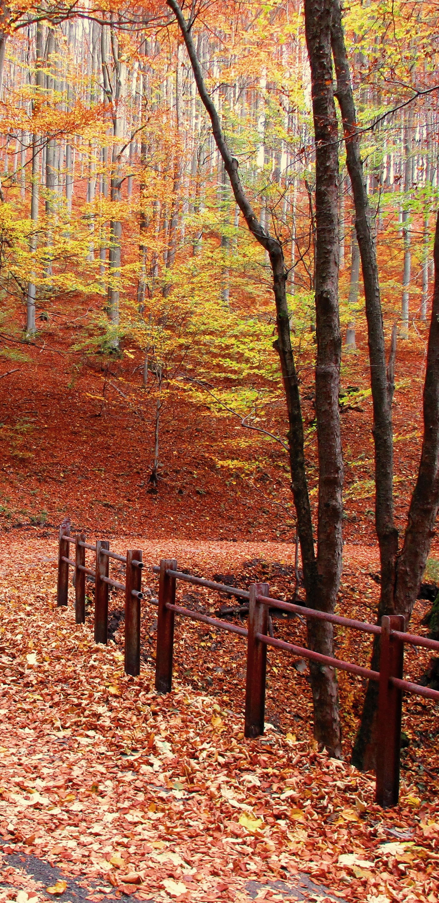 Handy-Wallpaper Herbst, Straße, Blatt, Pfad, Brücke, Weg, Erde/natur kostenlos herunterladen.