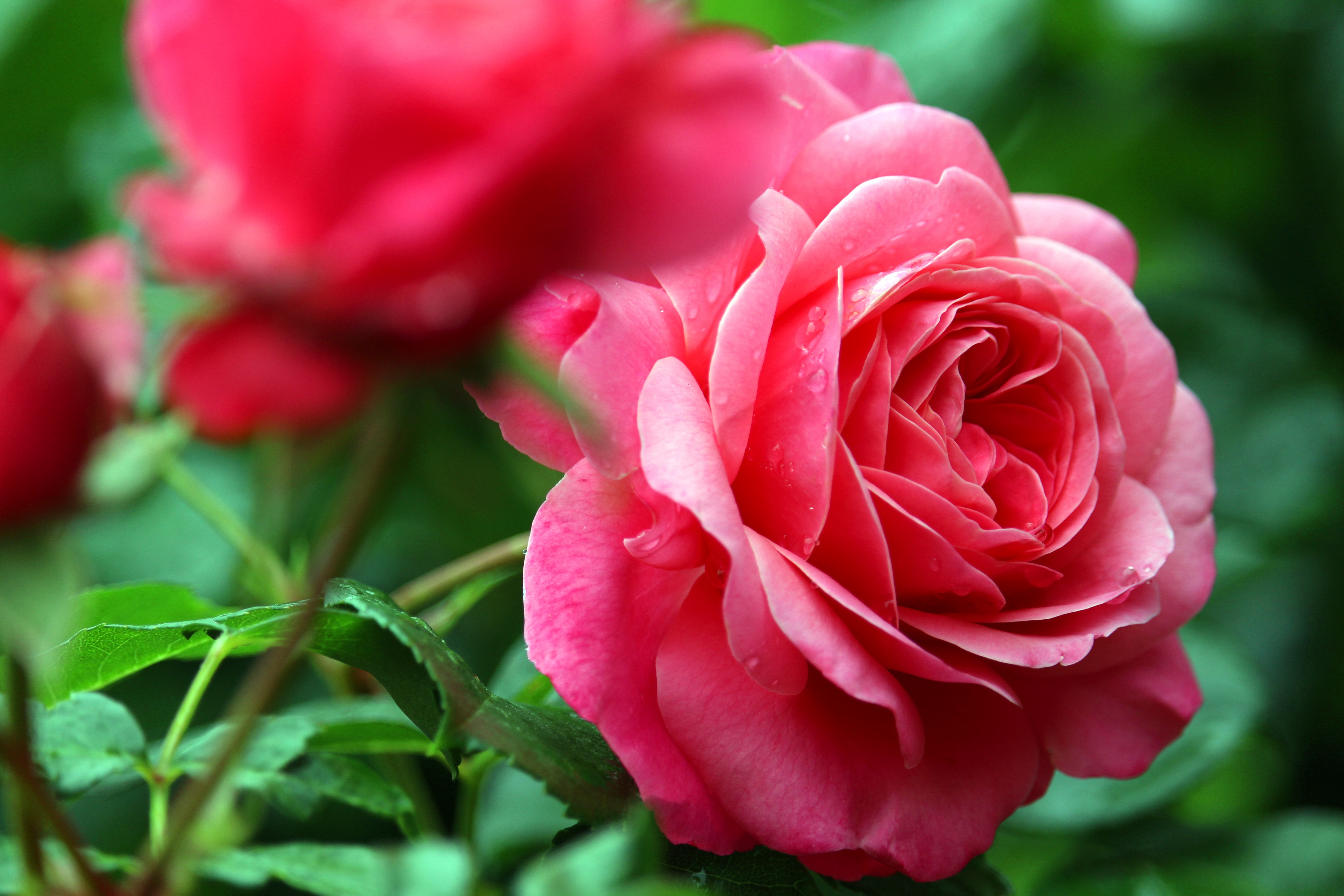PCデスクトップにフラワーズ, 花, 大きい, 薔薇, 地球, ぼかし, ピンクのバラ画像を無料でダウンロード