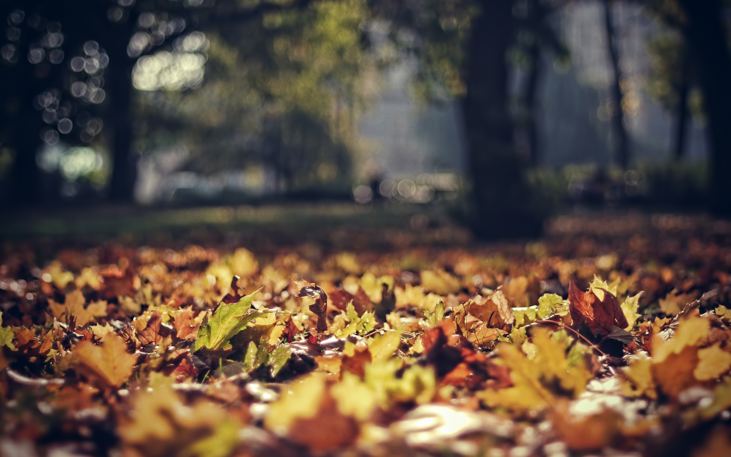 Скачать обои бесплатно Листья, Пейзаж, Осень картинка на рабочий стол ПК