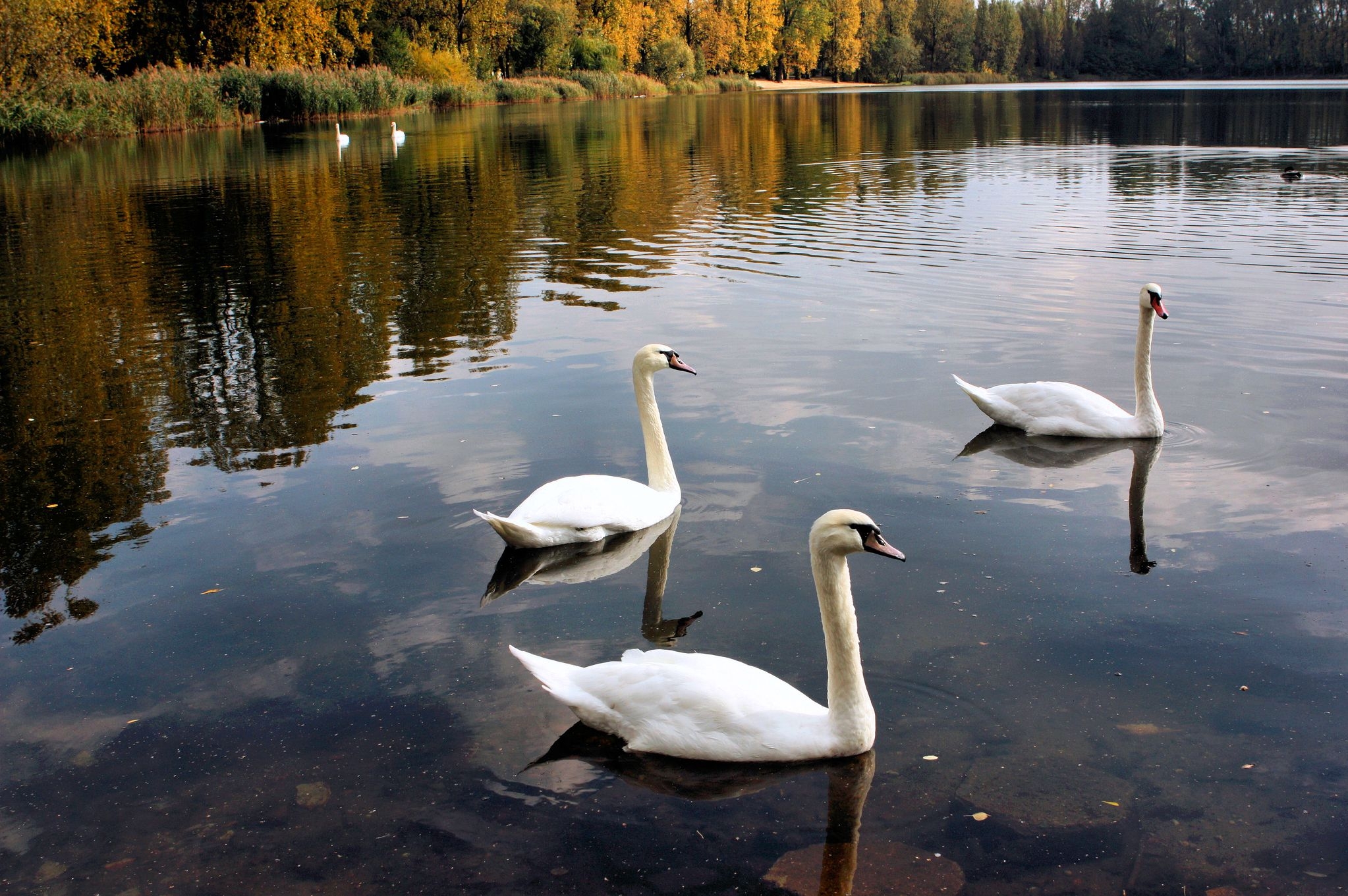 birds, swans, pond, animals, trees, lake