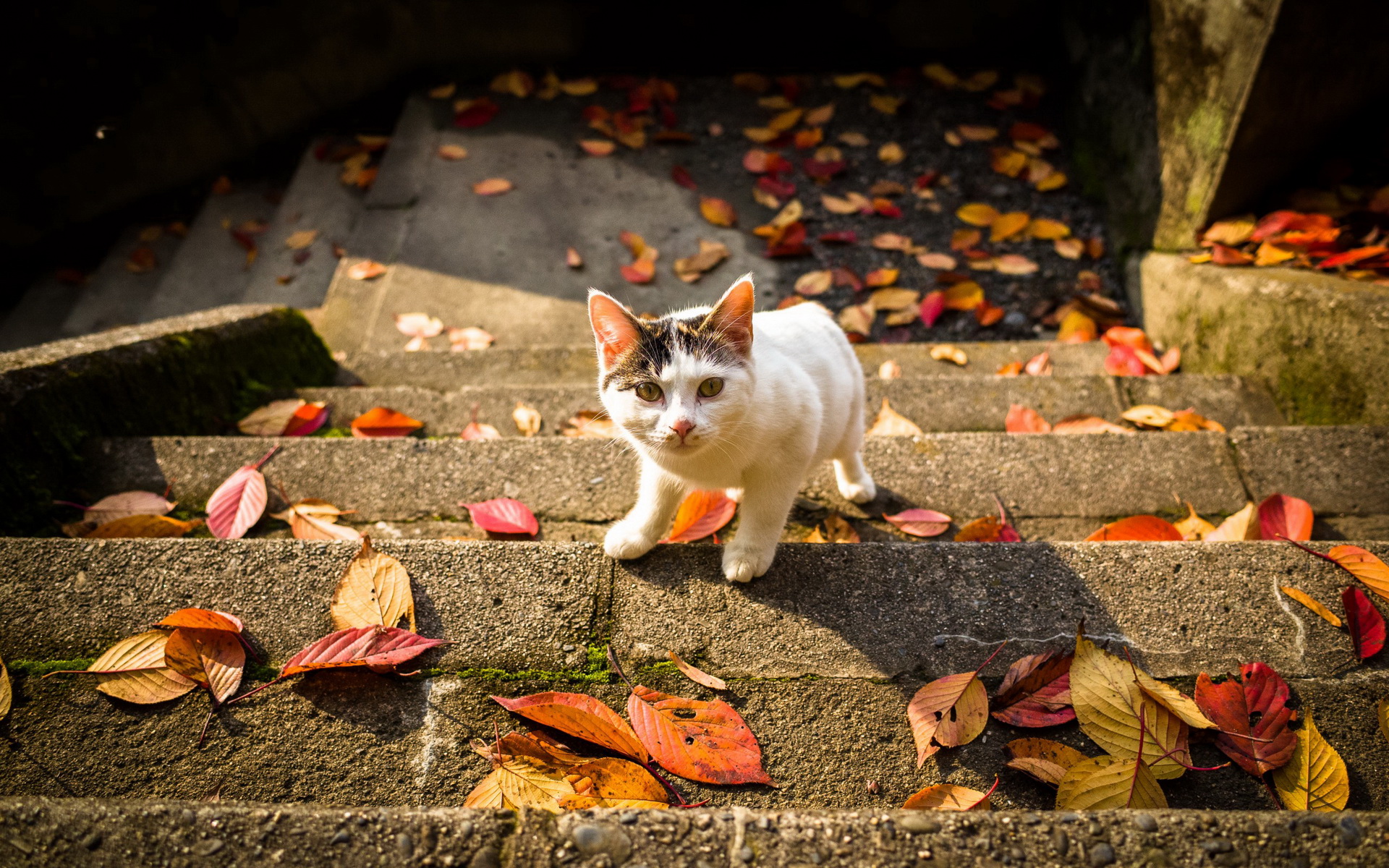 Handy-Wallpaper Tiere, Katzen, Katze kostenlos herunterladen.