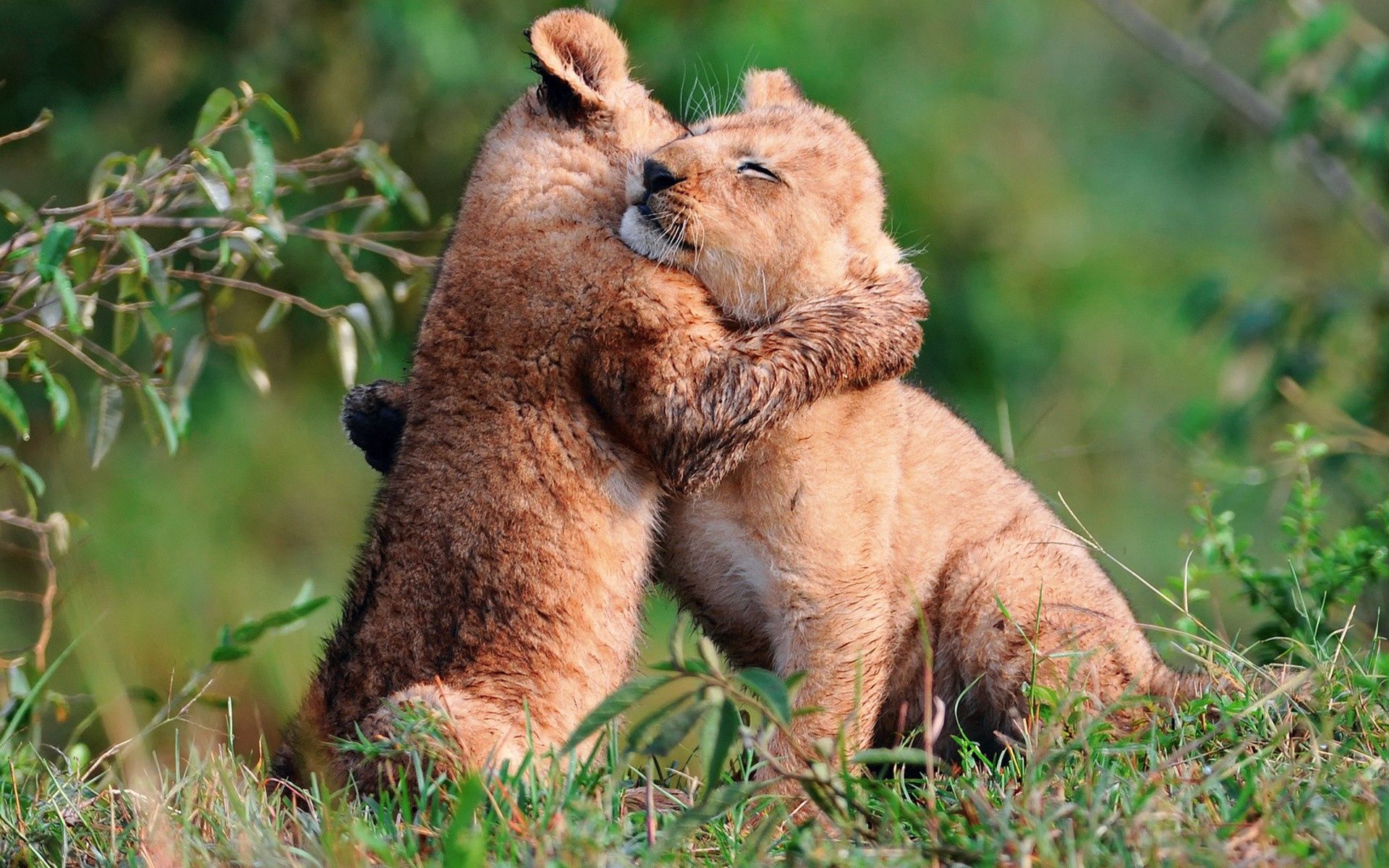 care, animals, grass, young, cubs, embrace, lion cubs