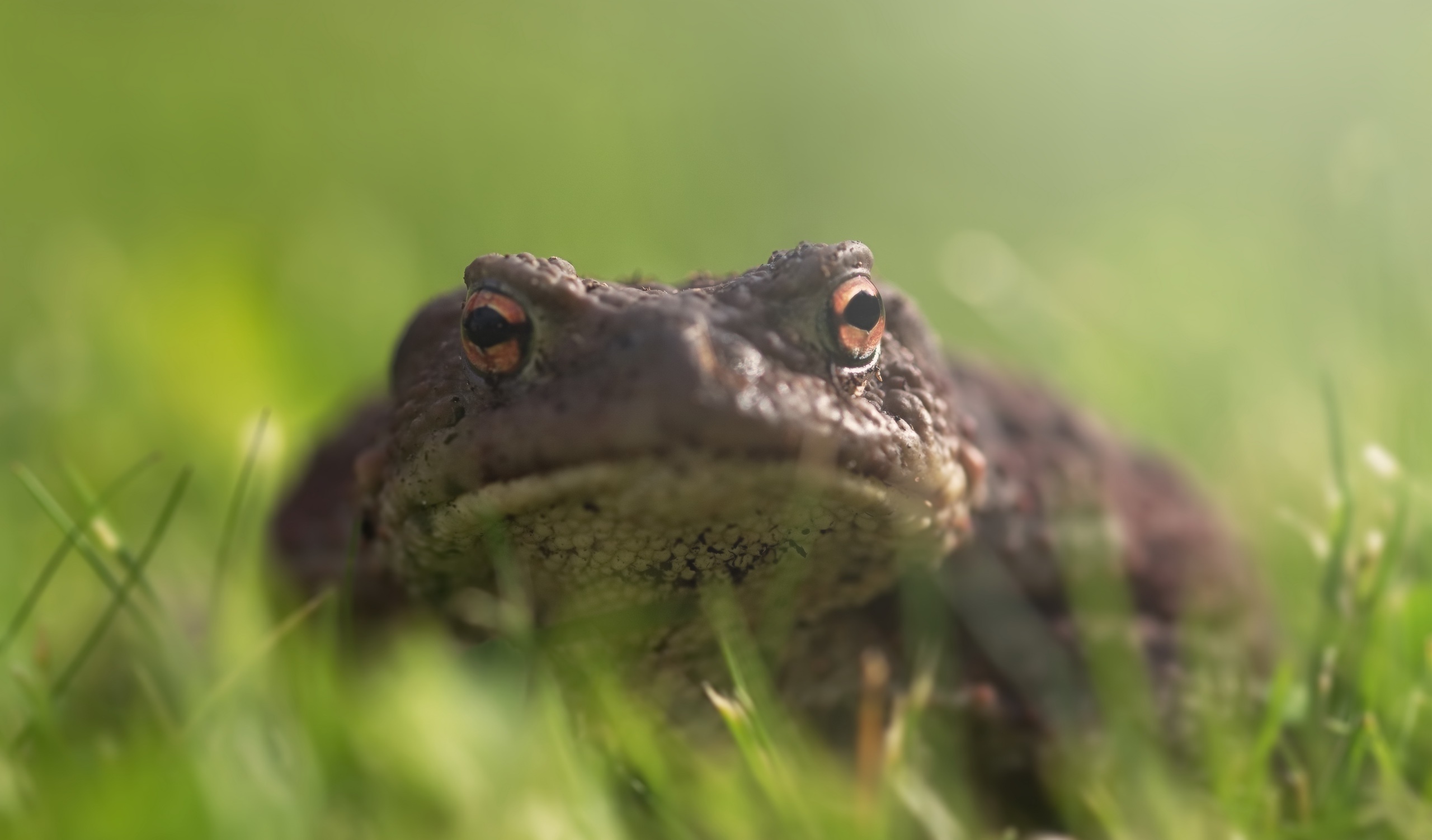 Free download wallpaper Animal, Amphibian, Toad on your PC desktop