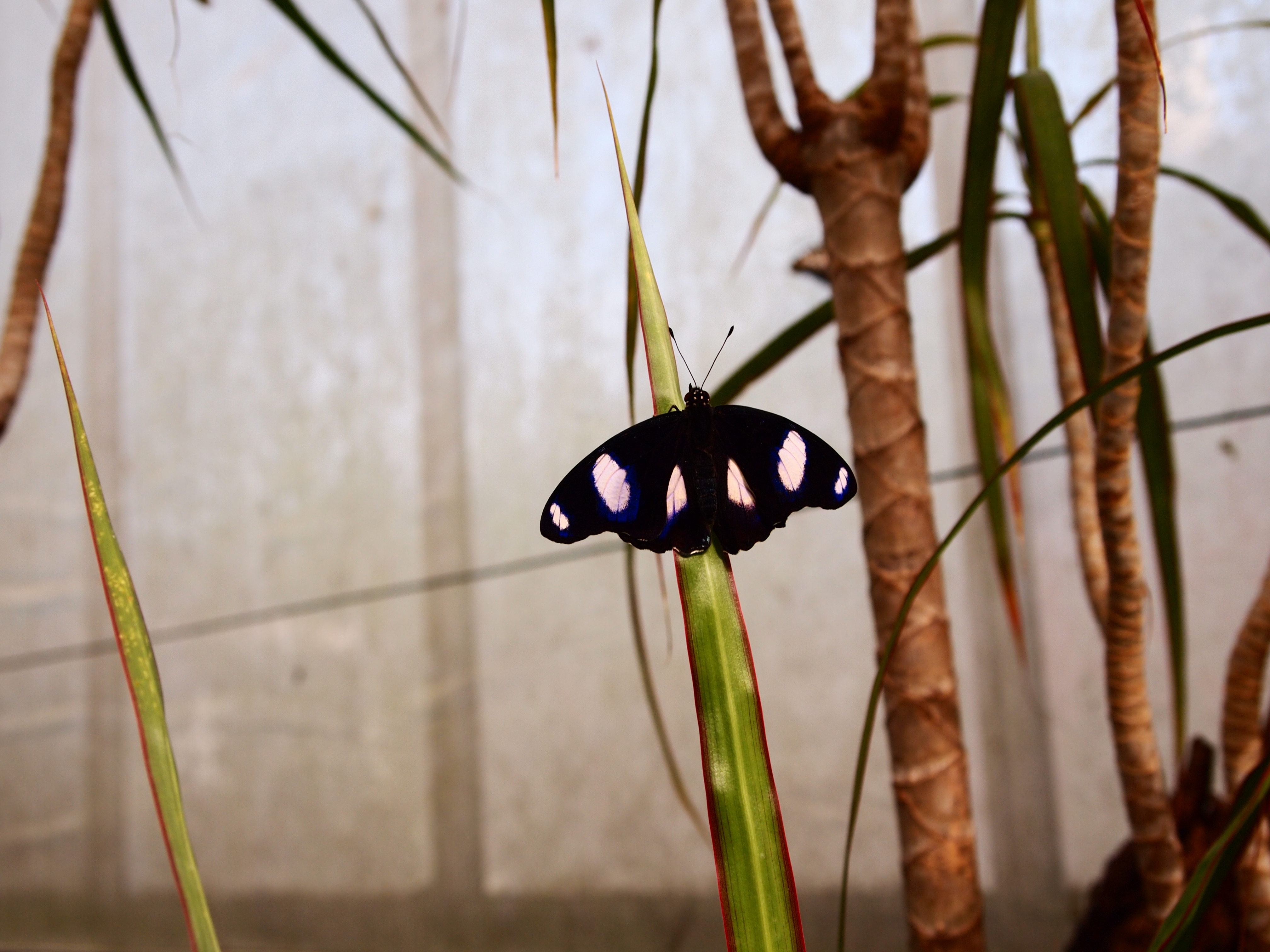 Descarga gratuita de fondo de pantalla para móvil de Animales, Mariposa.