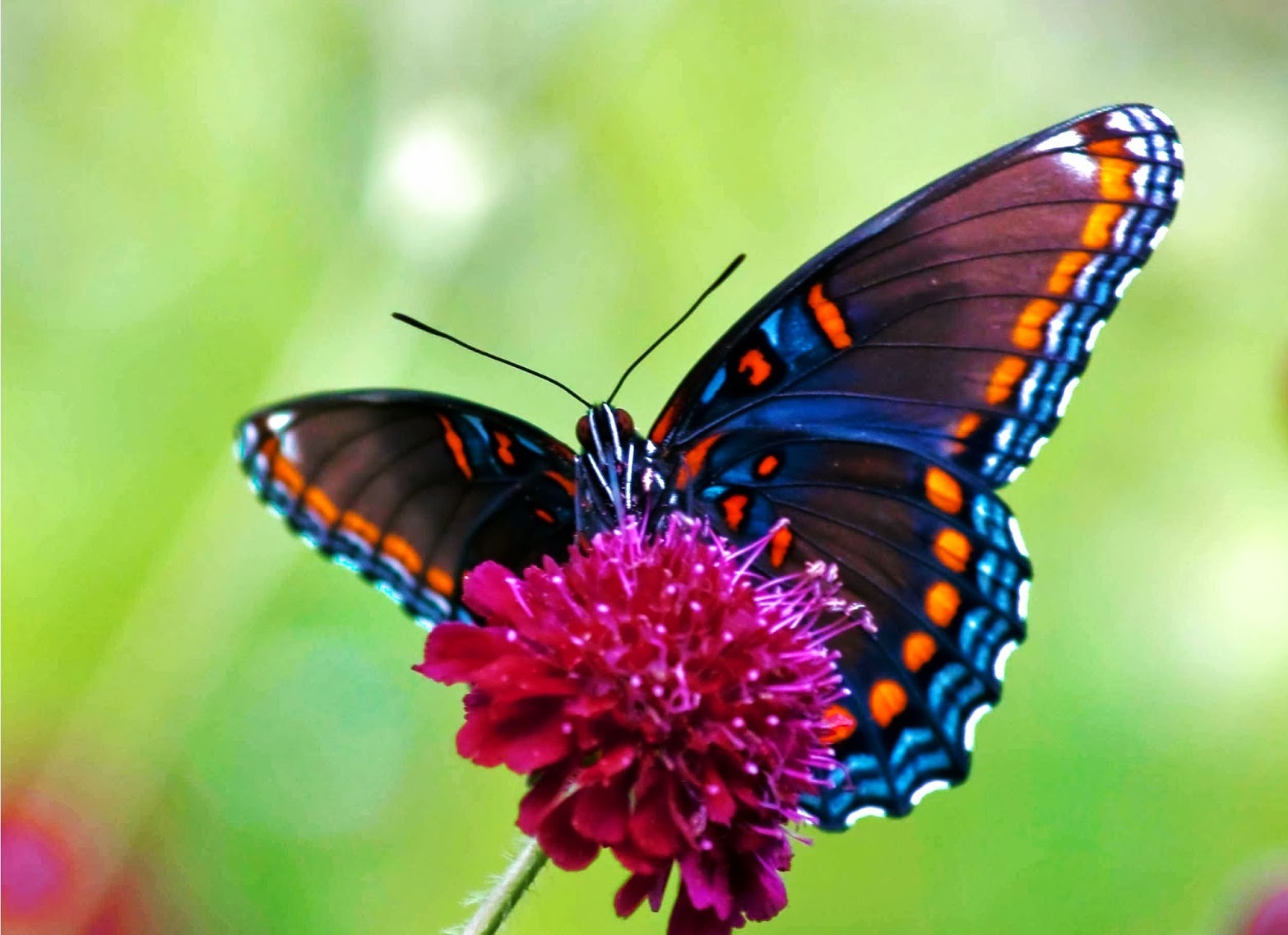 Laden Sie das Tiere, Schmetterlinge, Blume, Orange Farbe), Pinke Blume-Bild kostenlos auf Ihren PC-Desktop herunter