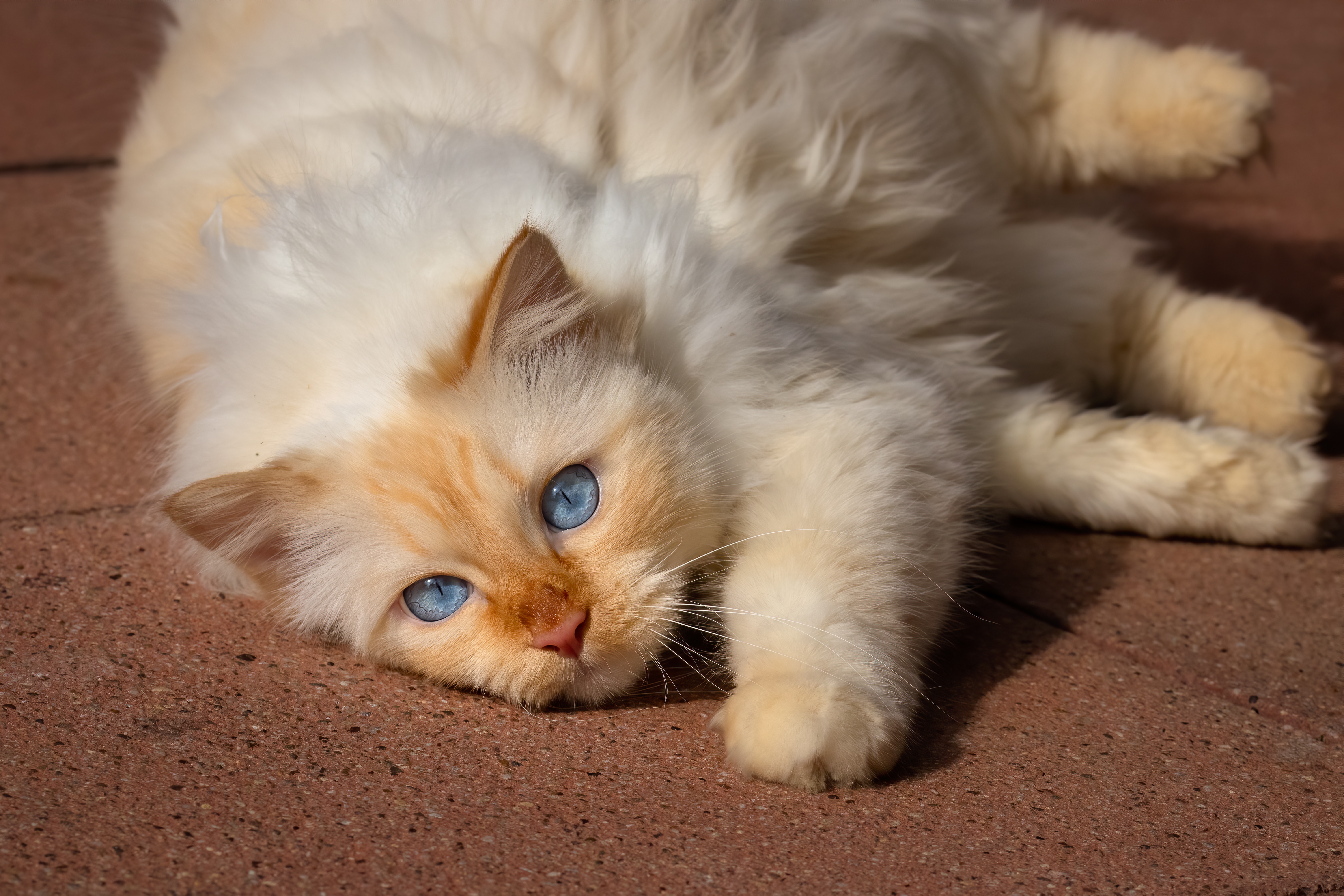 Baixe gratuitamente a imagem Animais, Gatos, Gato, Olhar Fixamente na área de trabalho do seu PC