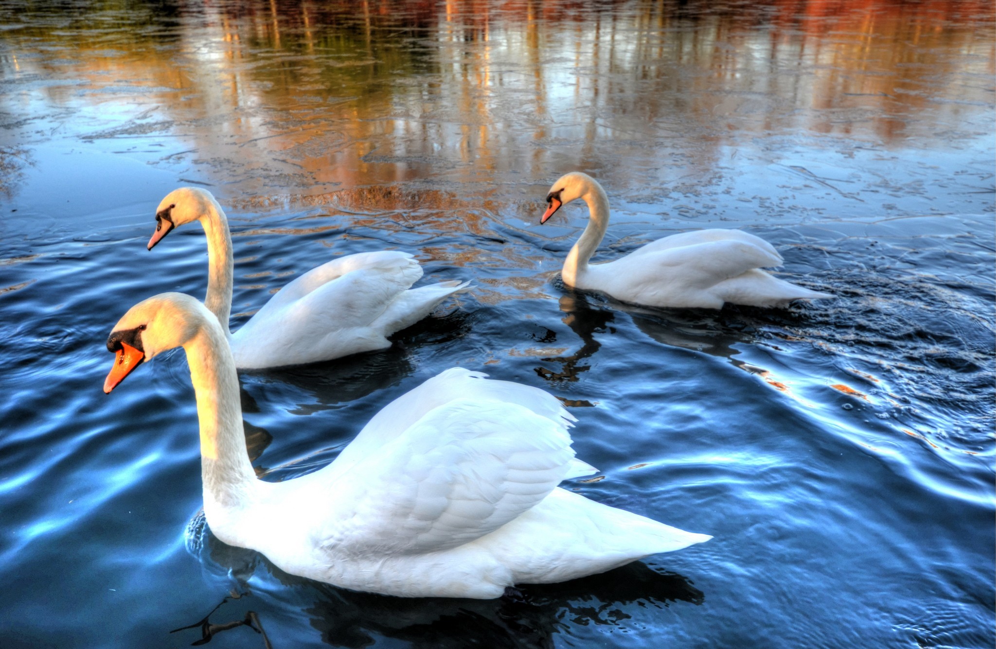 Download mobile wallpaper Swan, Mute Swan, Birds, Animal for free.