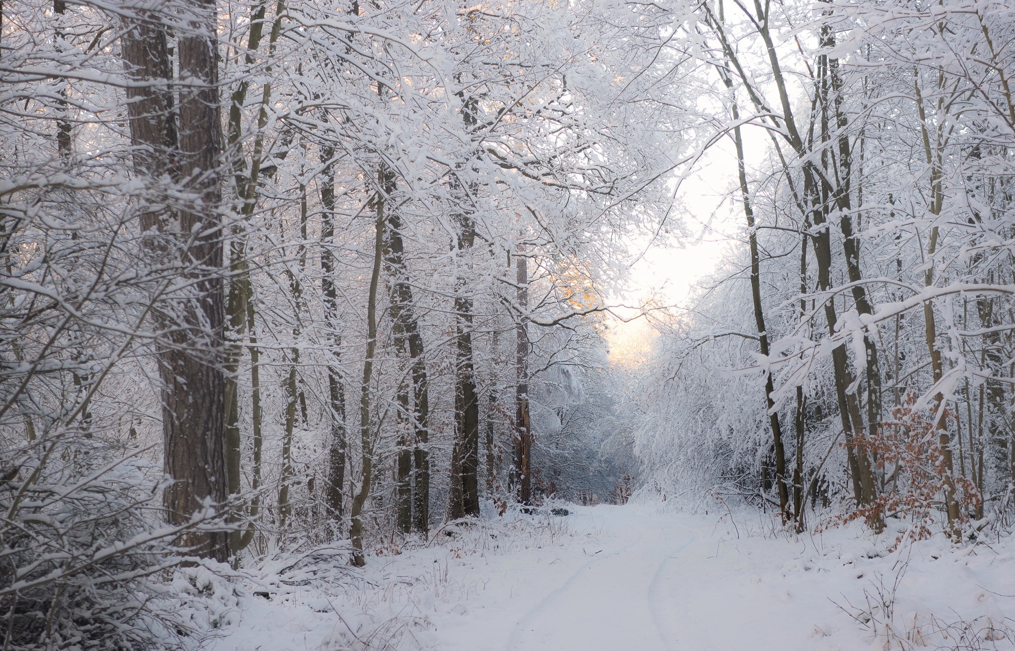 Download mobile wallpaper Winter, Nature, Snow, Forest, Tree, Earth, Path for free.