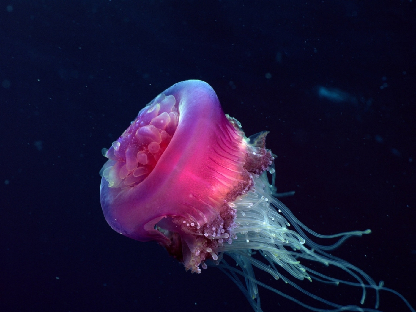 Free download wallpaper Animals, Sea, Jellyfish on your PC desktop