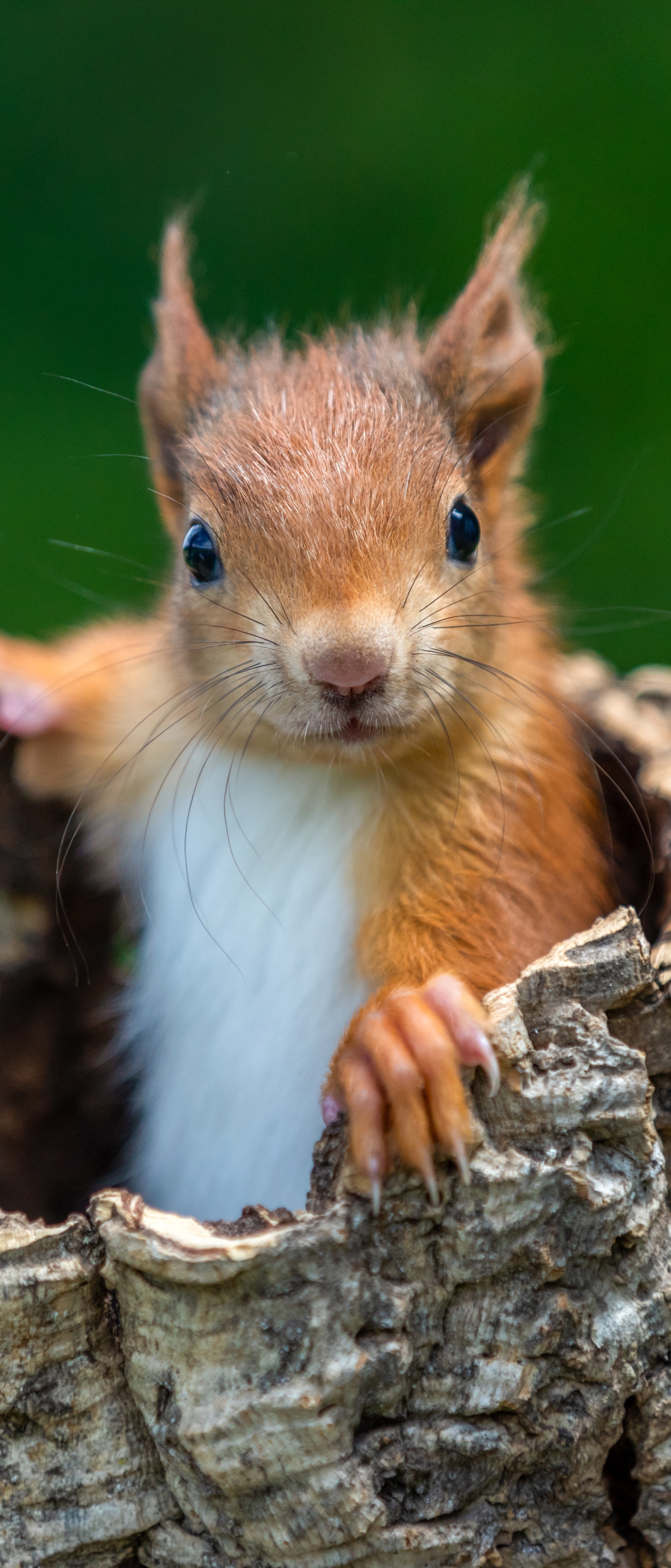 Download mobile wallpaper Squirrel, Animal, Rodent for free.