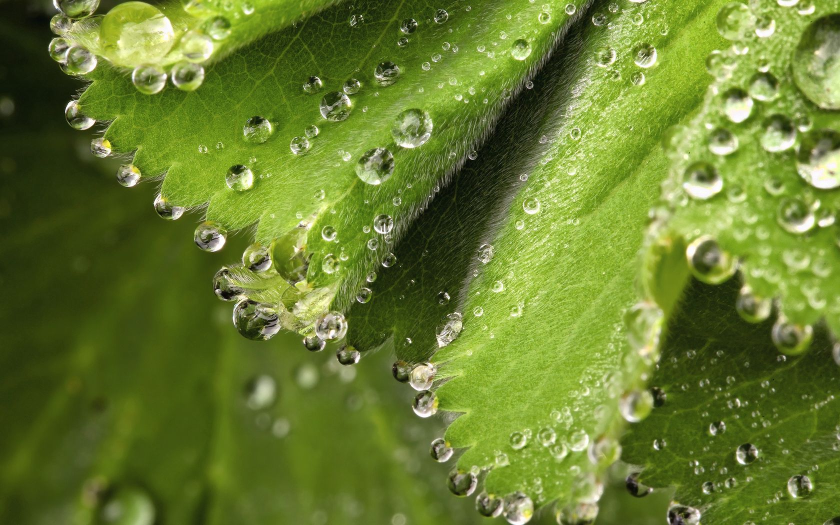 leaves, drops, macro, wet, dew, spring, humid High Definition image