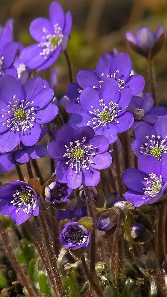 Descarga gratuita de fondo de pantalla para móvil de Flores, Flor, Tierra/naturaleza.