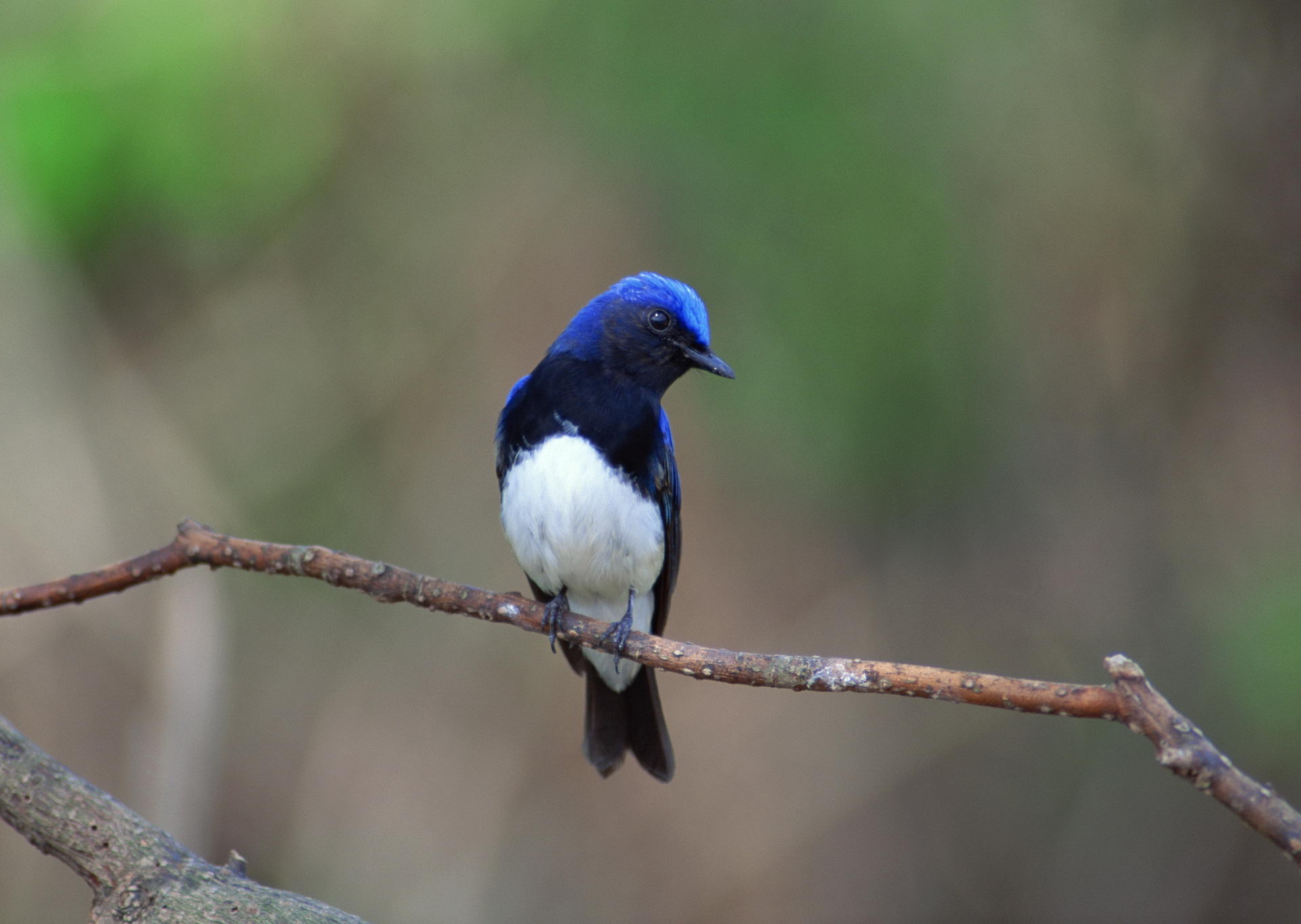 Descarga gratuita de fondo de pantalla para móvil de Animales, Aves, Ave.