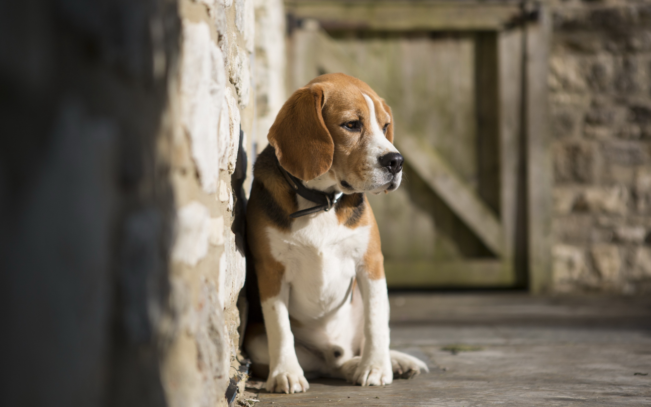 302360 descargar fondo de pantalla animales, beagle, perros: protectores de pantalla e imágenes gratis