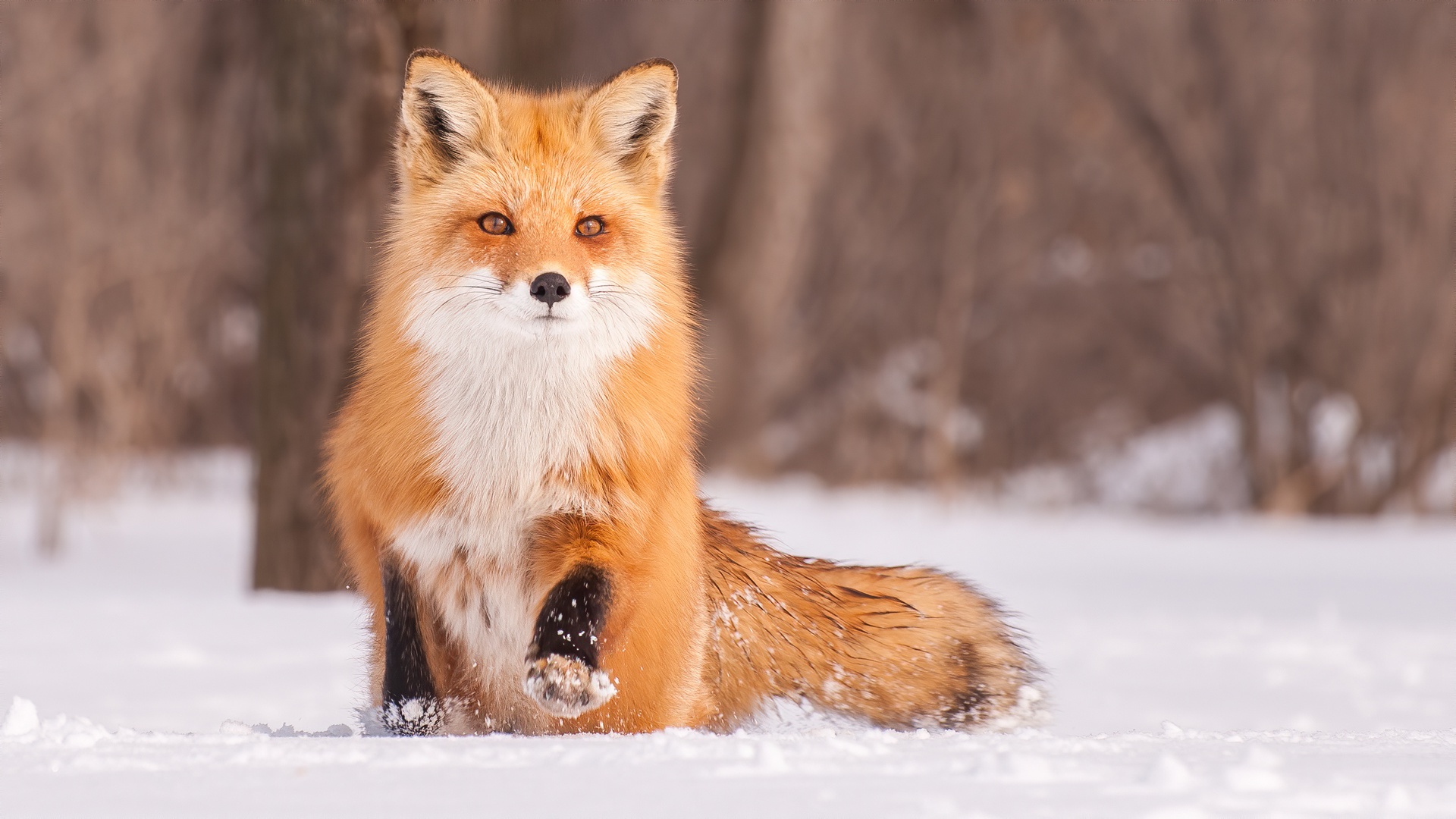 無料モバイル壁紙動物, 冬, 雪, 狐をダウンロードします。