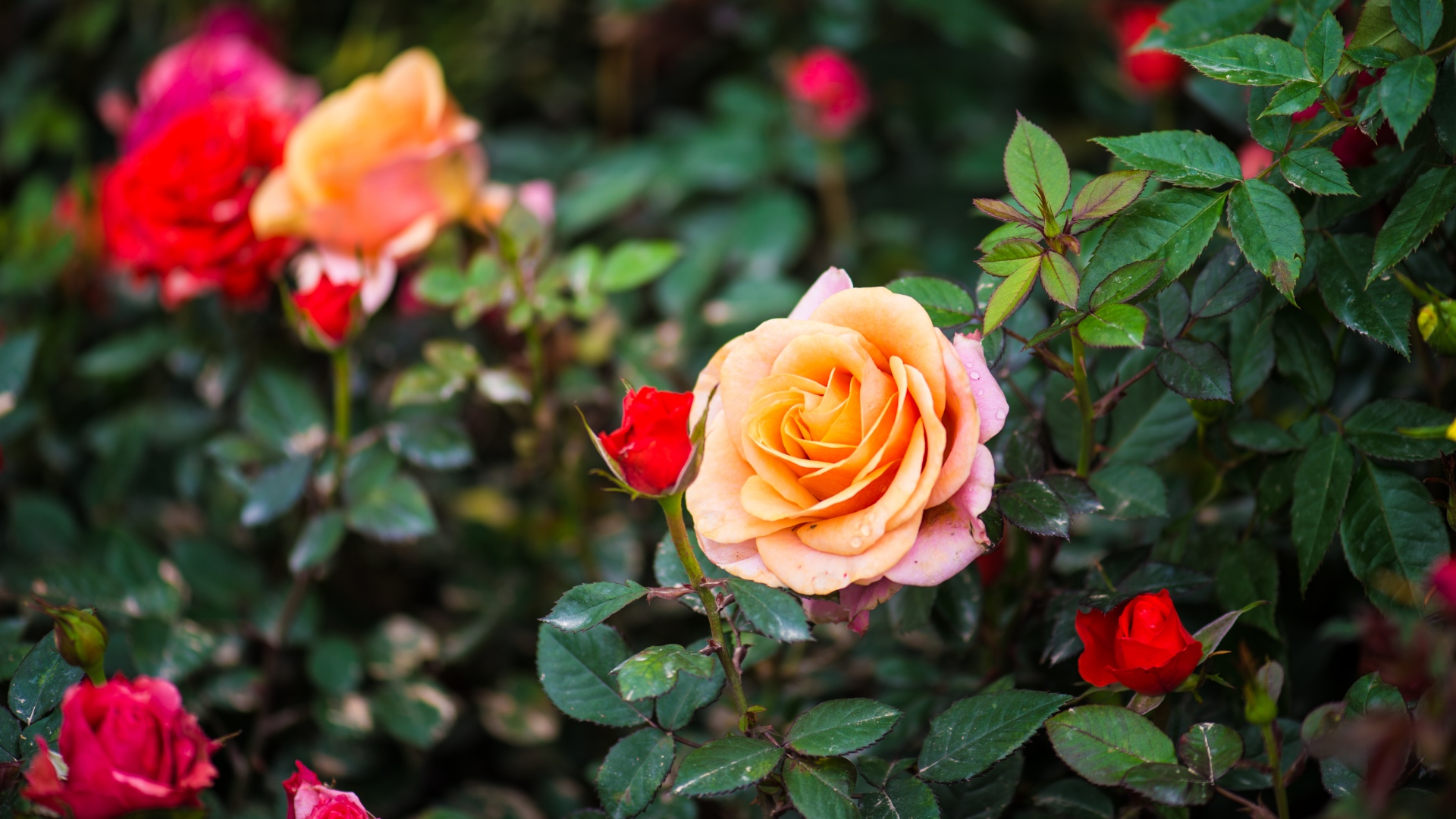 Скачати мобільні шпалери Природа, Квітка, Роза, Земля, Трояндовий Кущ, Квітка Персика, Флауерзи безкоштовно.