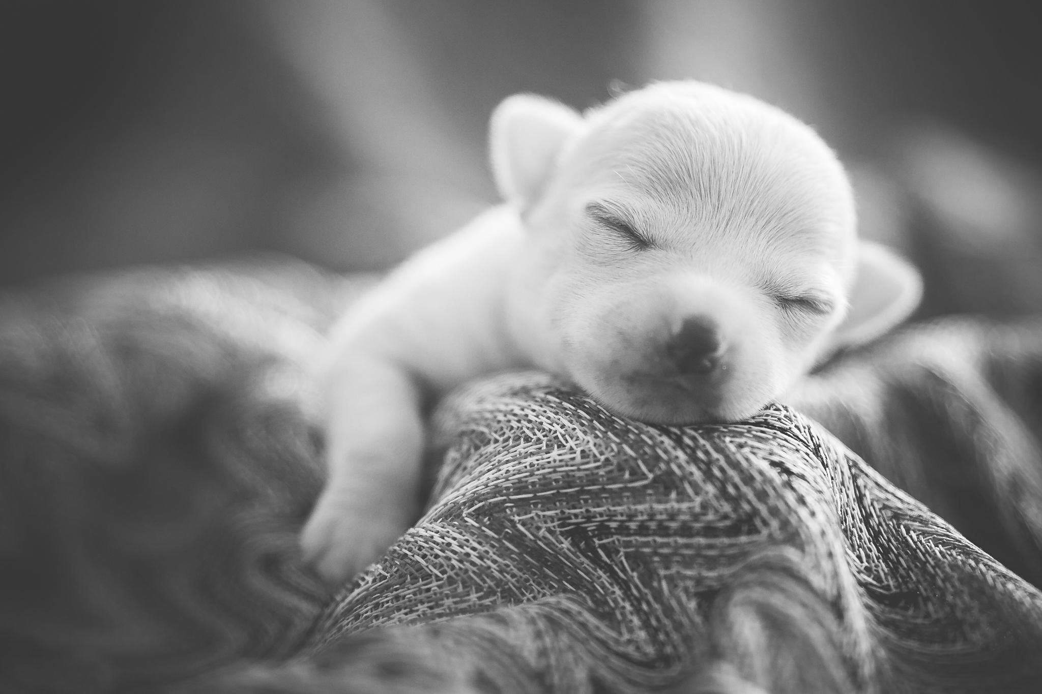 Download mobile wallpaper Puppy, Dogs, Black & White, Dog, Animal for free.