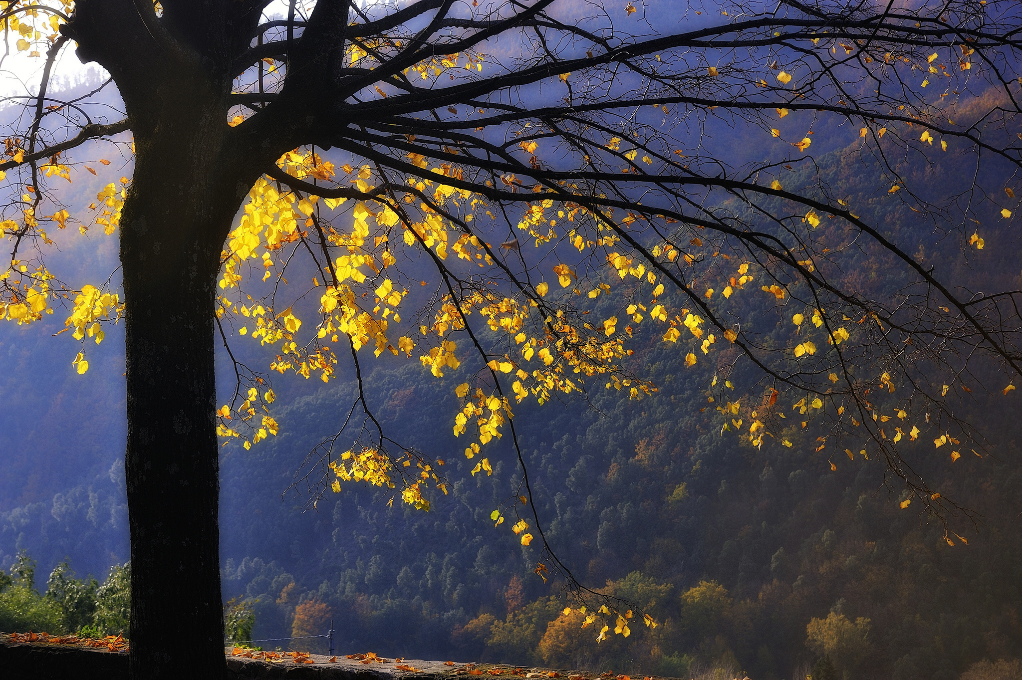 Скачать обои бесплатно Деревья, Осень, Дерево, Листва, Земля/природа картинка на рабочий стол ПК