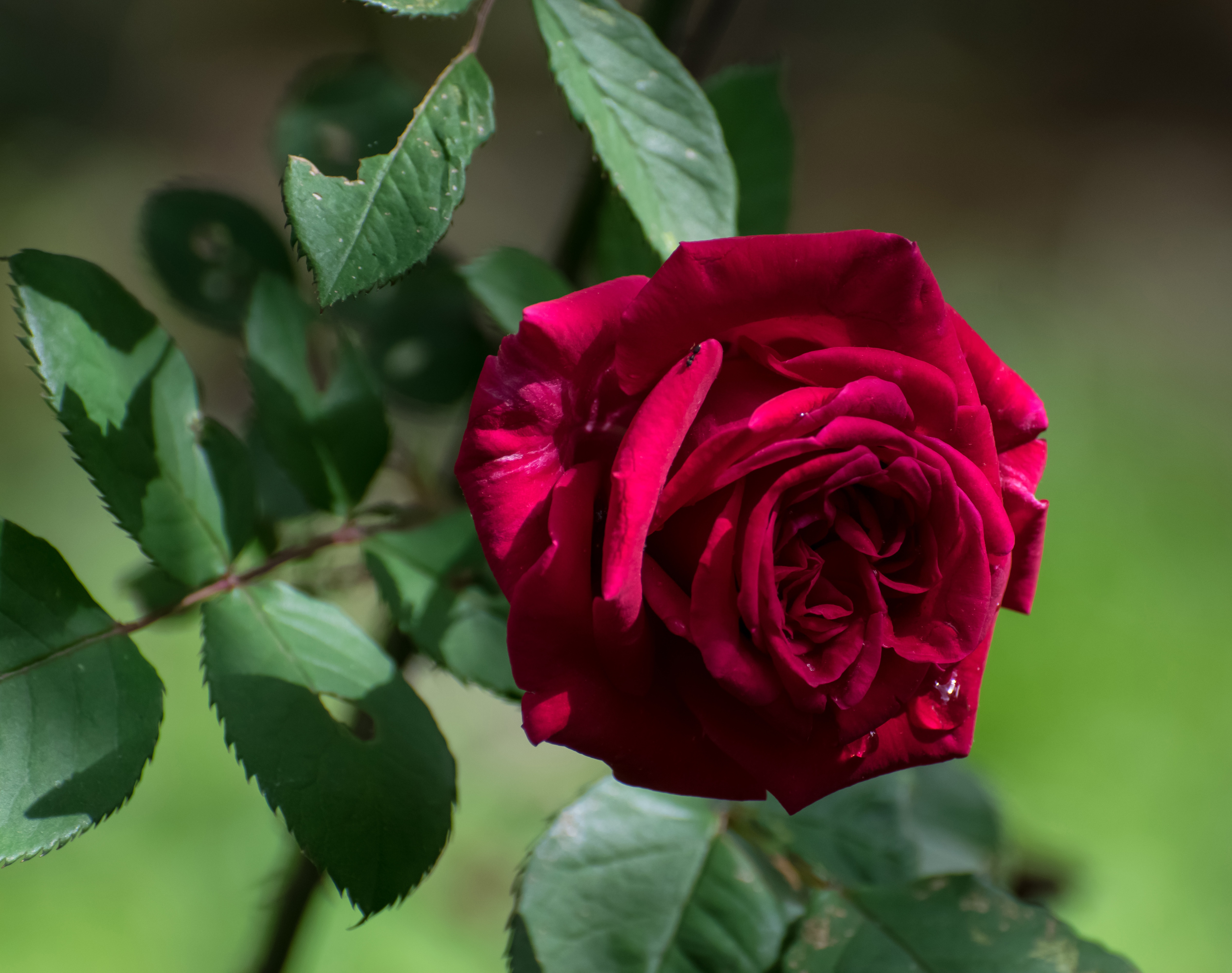 無料モバイル壁紙フラワーズ, 花, 大きい, 薔薇, 地球, 花弁, 水滴をダウンロードします。