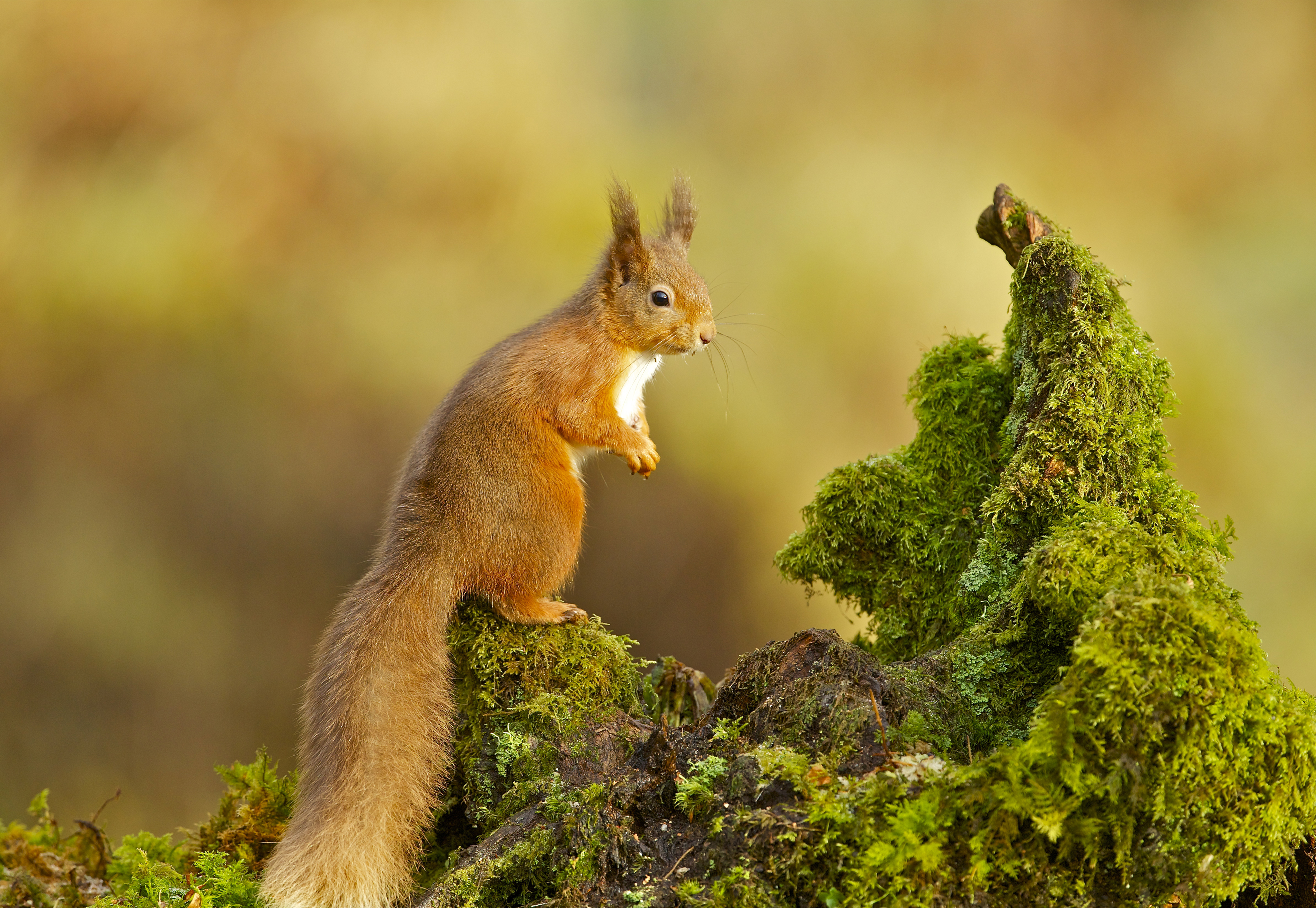 Download mobile wallpaper Squirrel, Animal, Moss, Rodent for free.