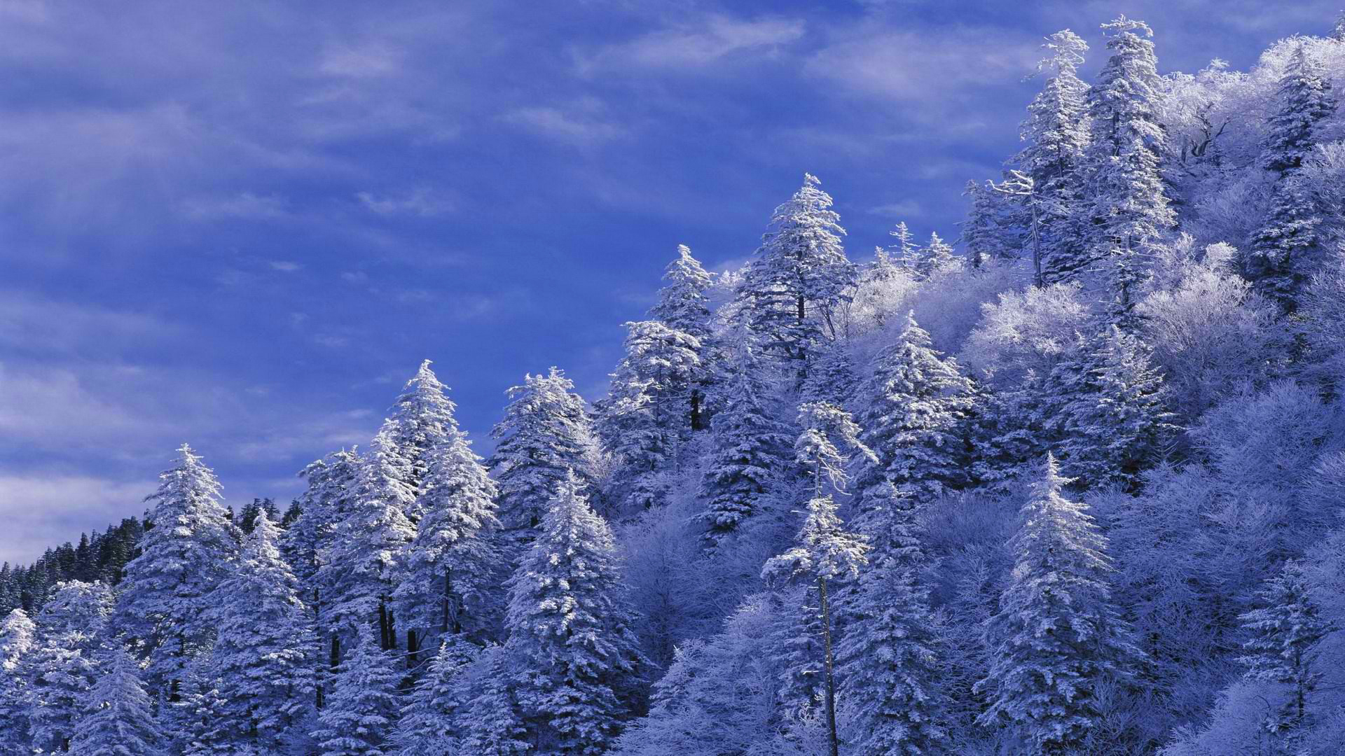 Скачать картинку Зима, Земля/природа в телефон бесплатно.