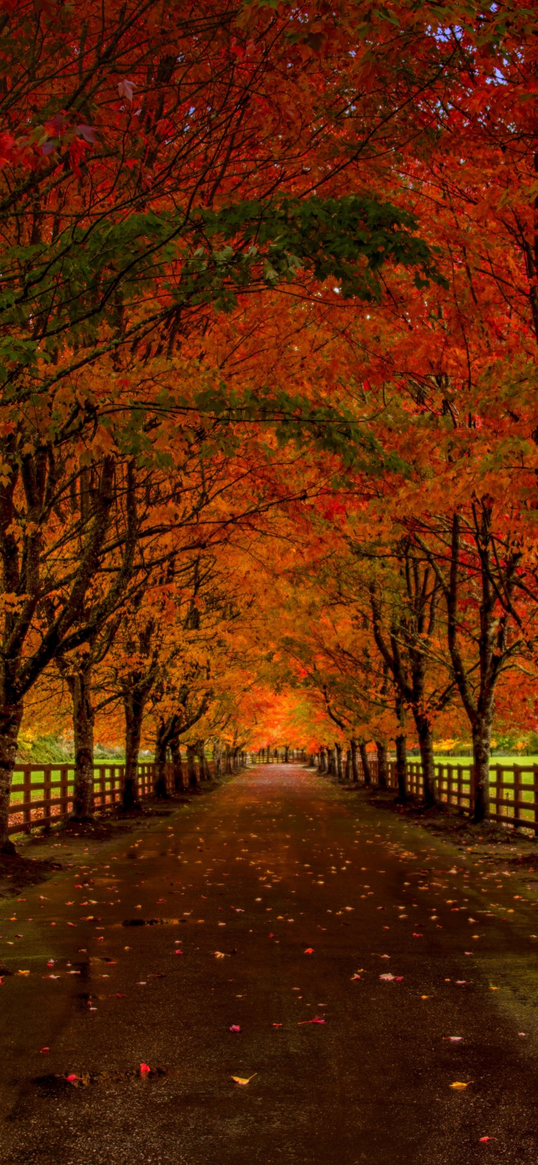 Download mobile wallpaper Road, Tree, Fall, Fence, Man Made for free.