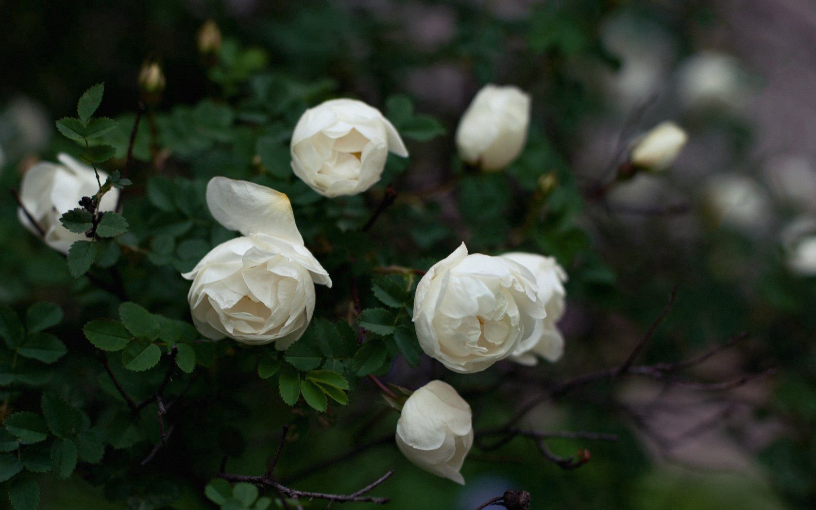 buds, branches, flowers, roses, white, petals HD wallpaper