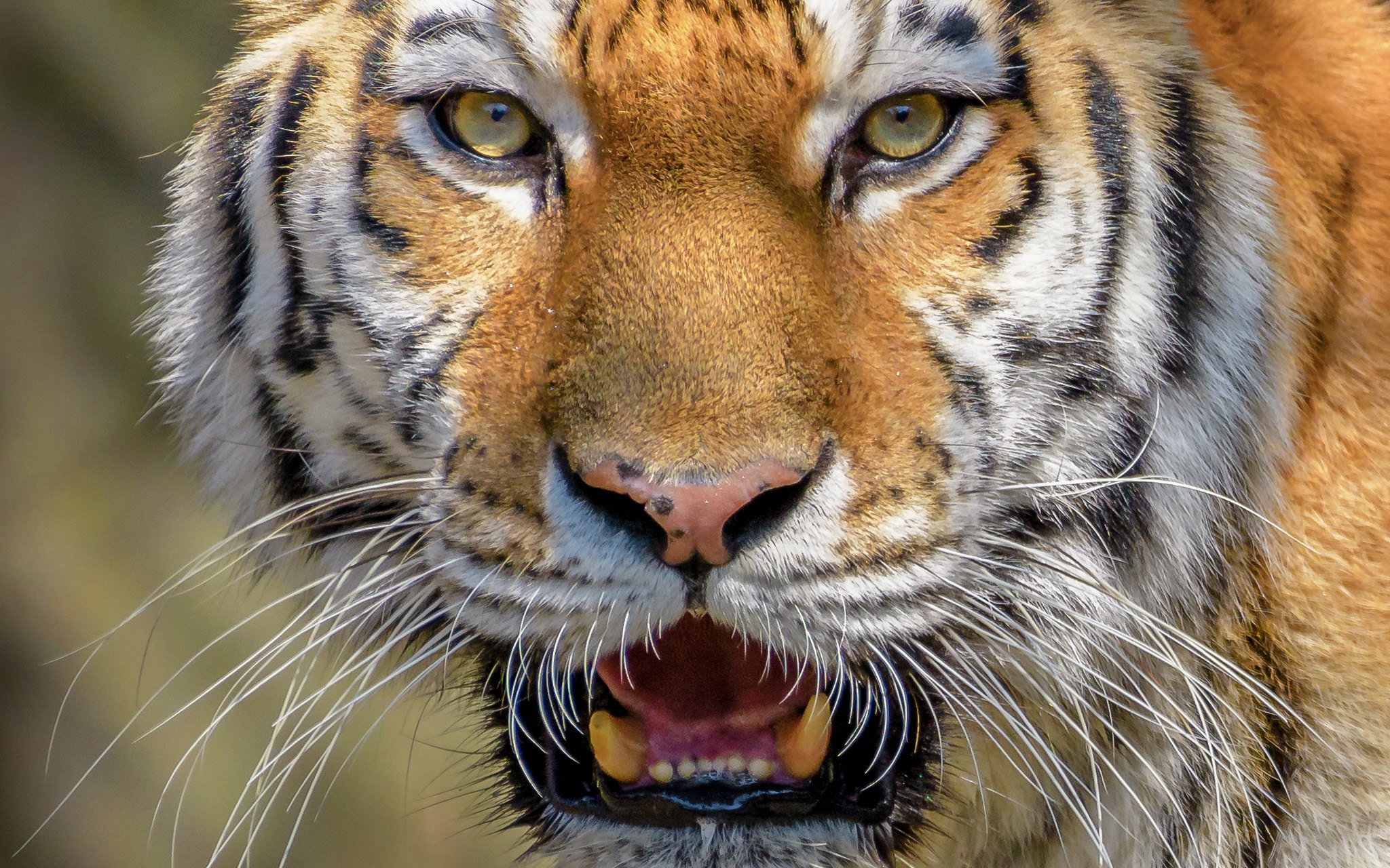 Download mobile wallpaper Cats, Tiger, Animal, Stare for free.