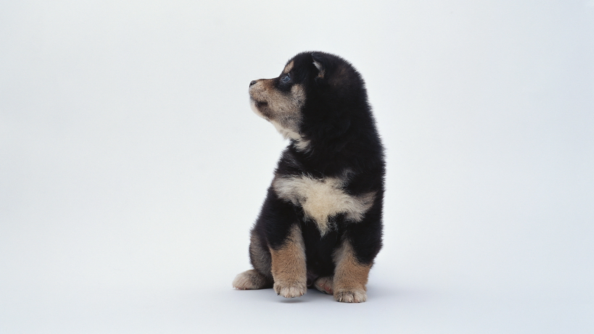 Baixe gratuitamente a imagem Animais, Cão na área de trabalho do seu PC