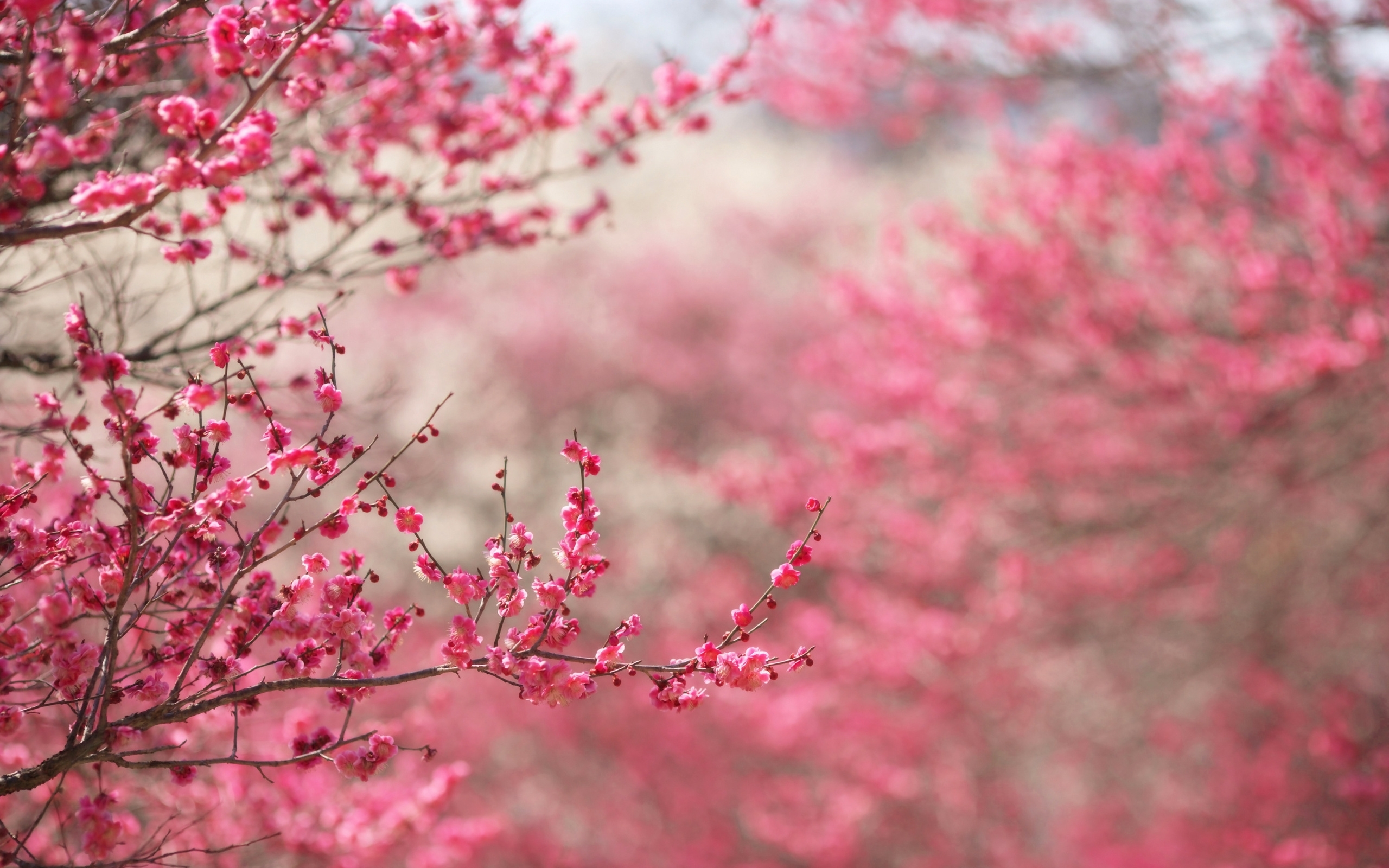 Best Sakura HD Wallpaper