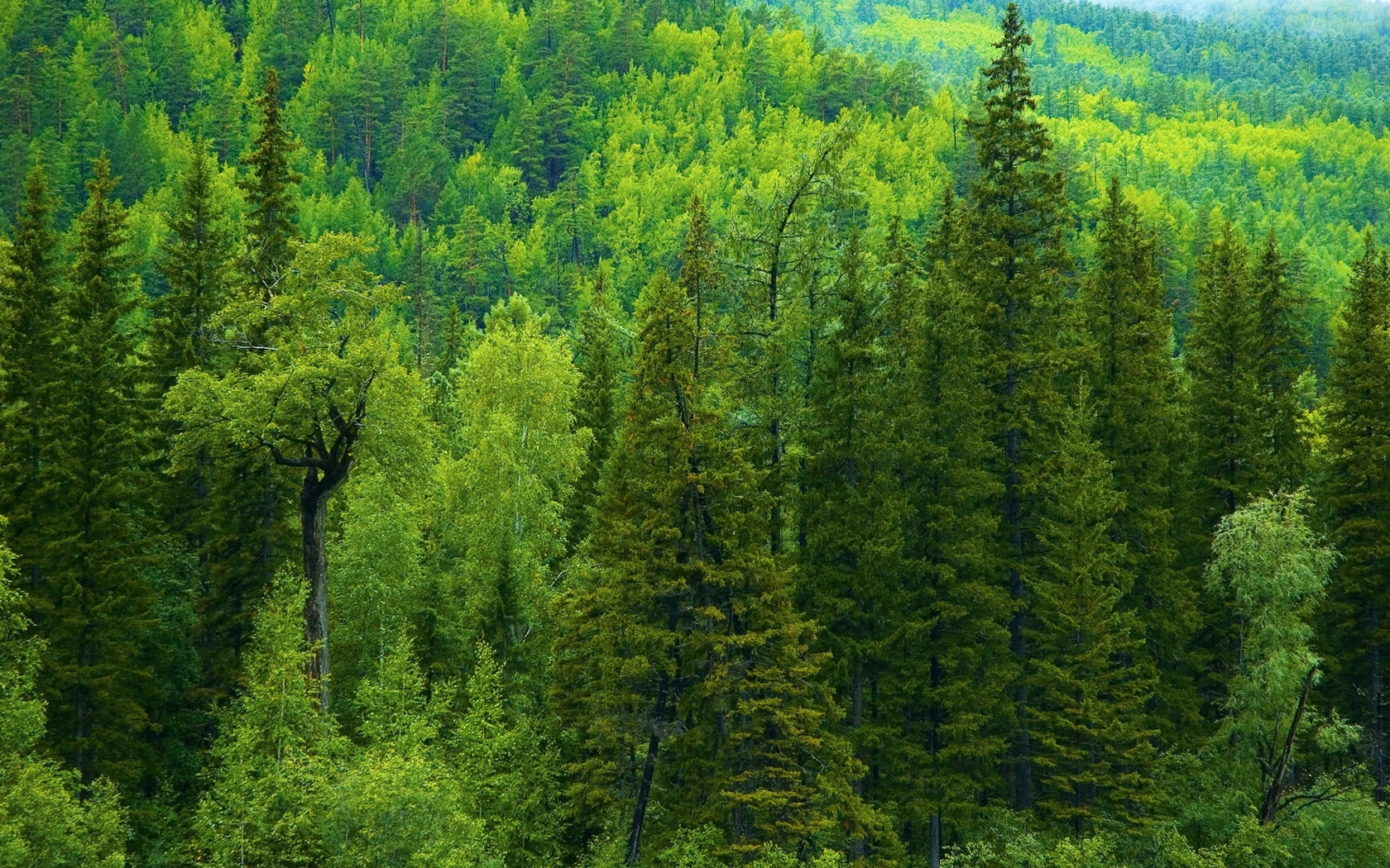 Laden Sie das Bäume, Landschaft-Bild kostenlos auf Ihren PC-Desktop herunter
