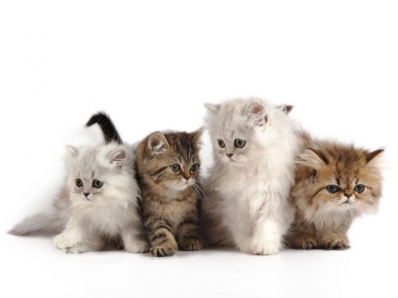 Handy-Wallpaper Tiere, Katzen kostenlos herunterladen.