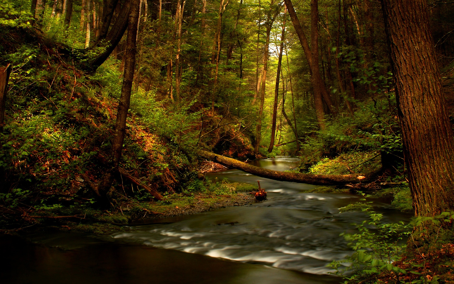 Скачать обои бесплатно Река, Лес, Земля/природа картинка на рабочий стол ПК