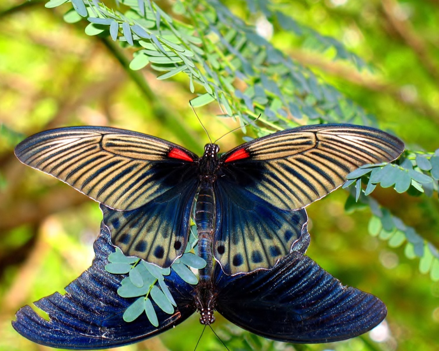 Free download wallpaper Butterfly, Animal on your PC desktop