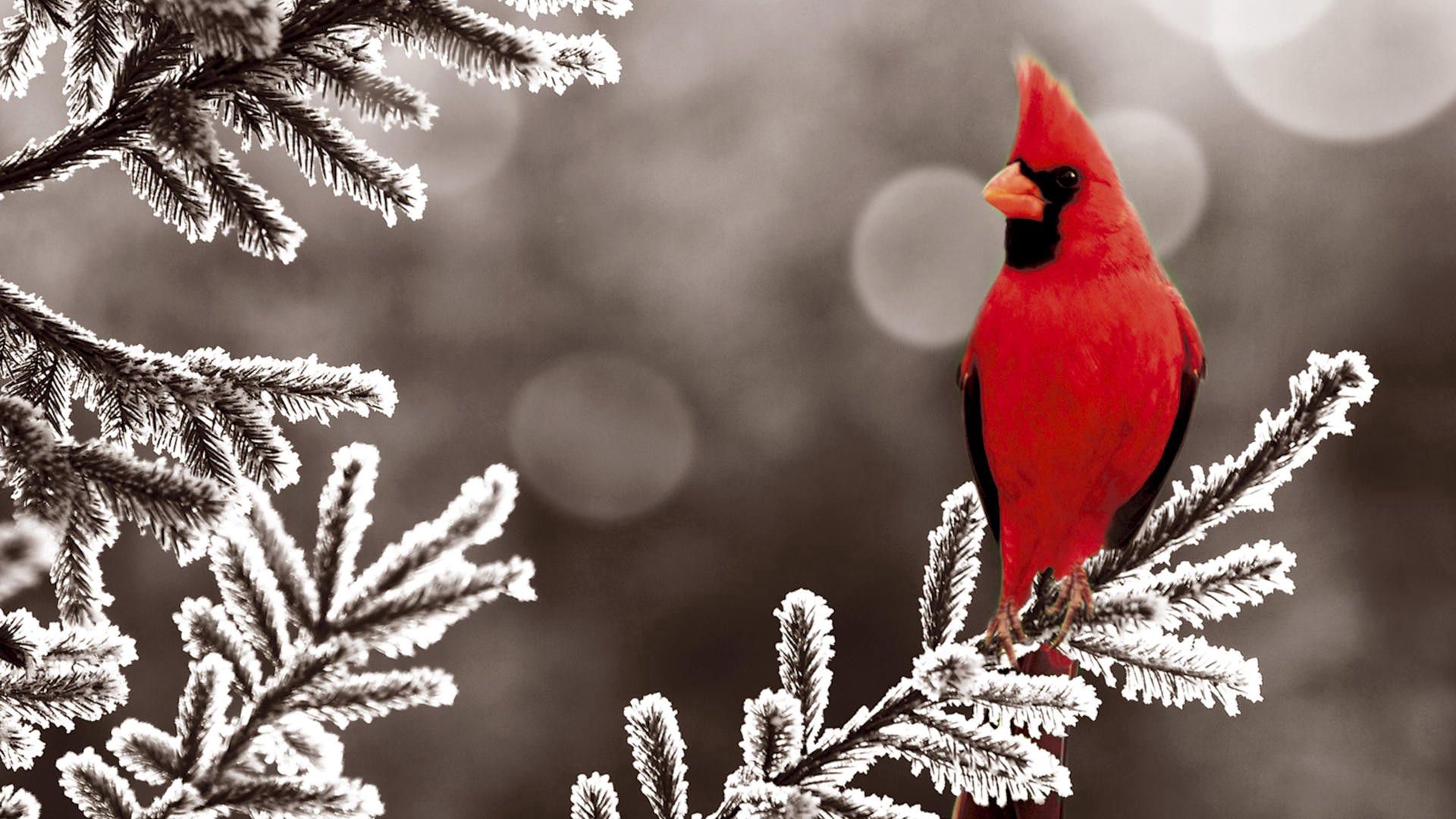 animals, snow, bird, branch, red cardinal