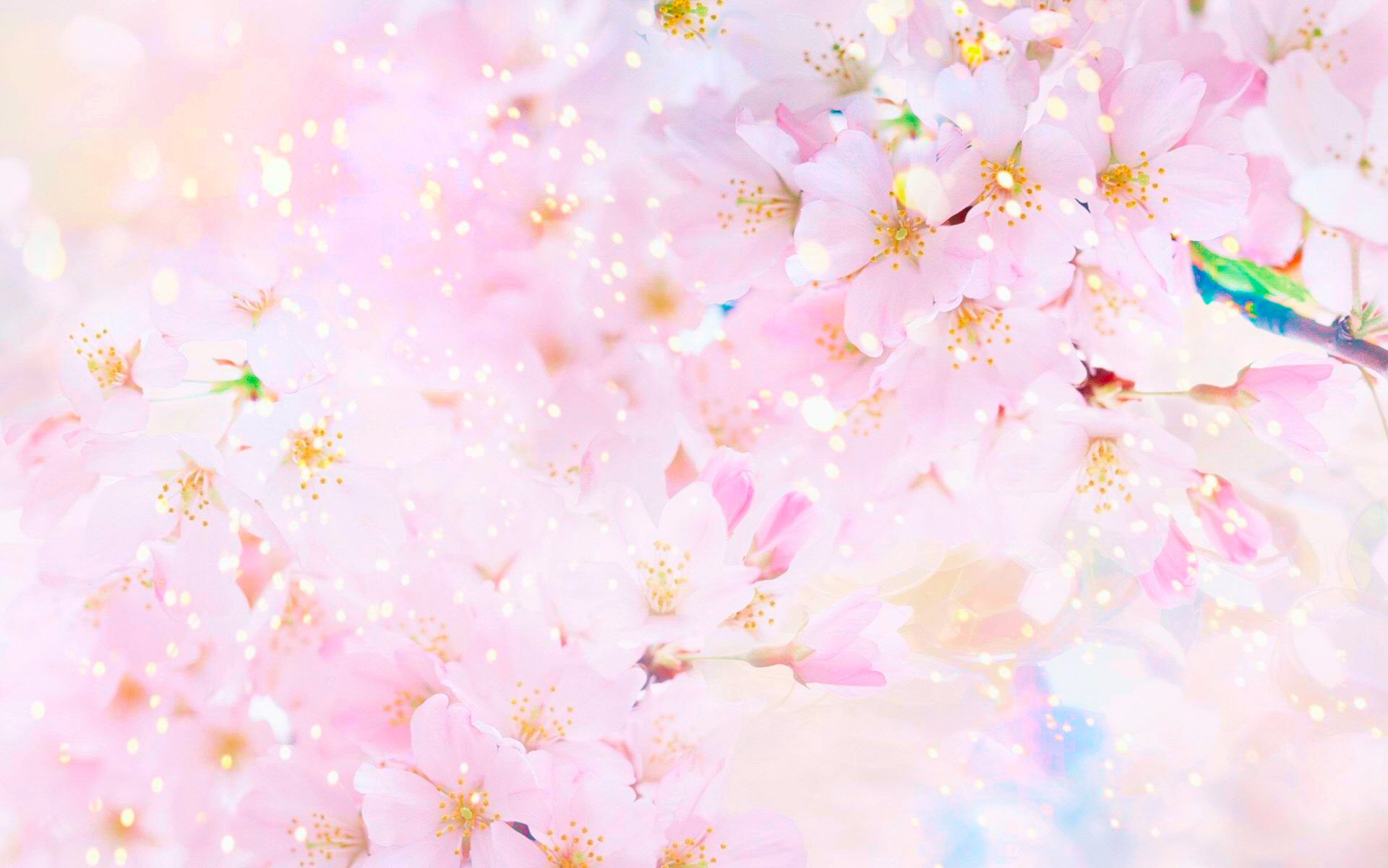 Handy-Wallpaper Rosa, Sakura, Frühling, Blüte, Sonnig, Pastell, Erde/natur kostenlos herunterladen.