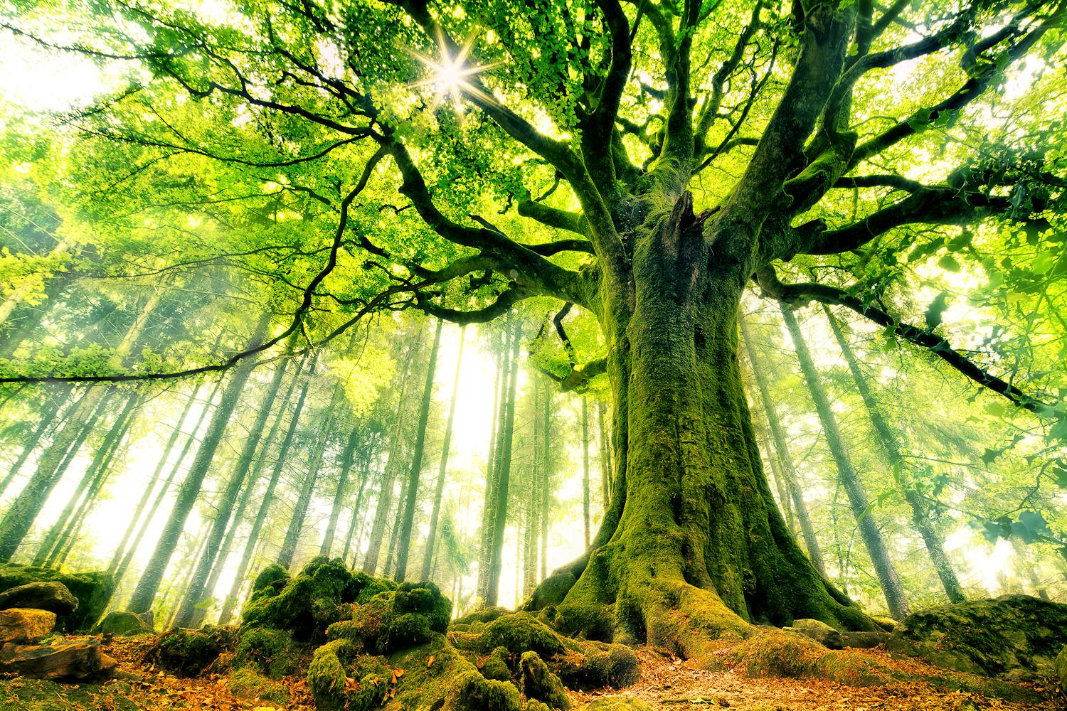 Скачать картинку Деревья, Дерево, Земля/природа в телефон бесплатно.
