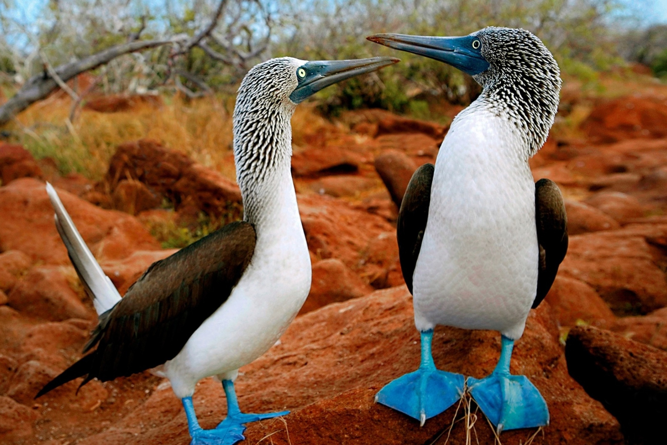 animal, blue footed booby, birds