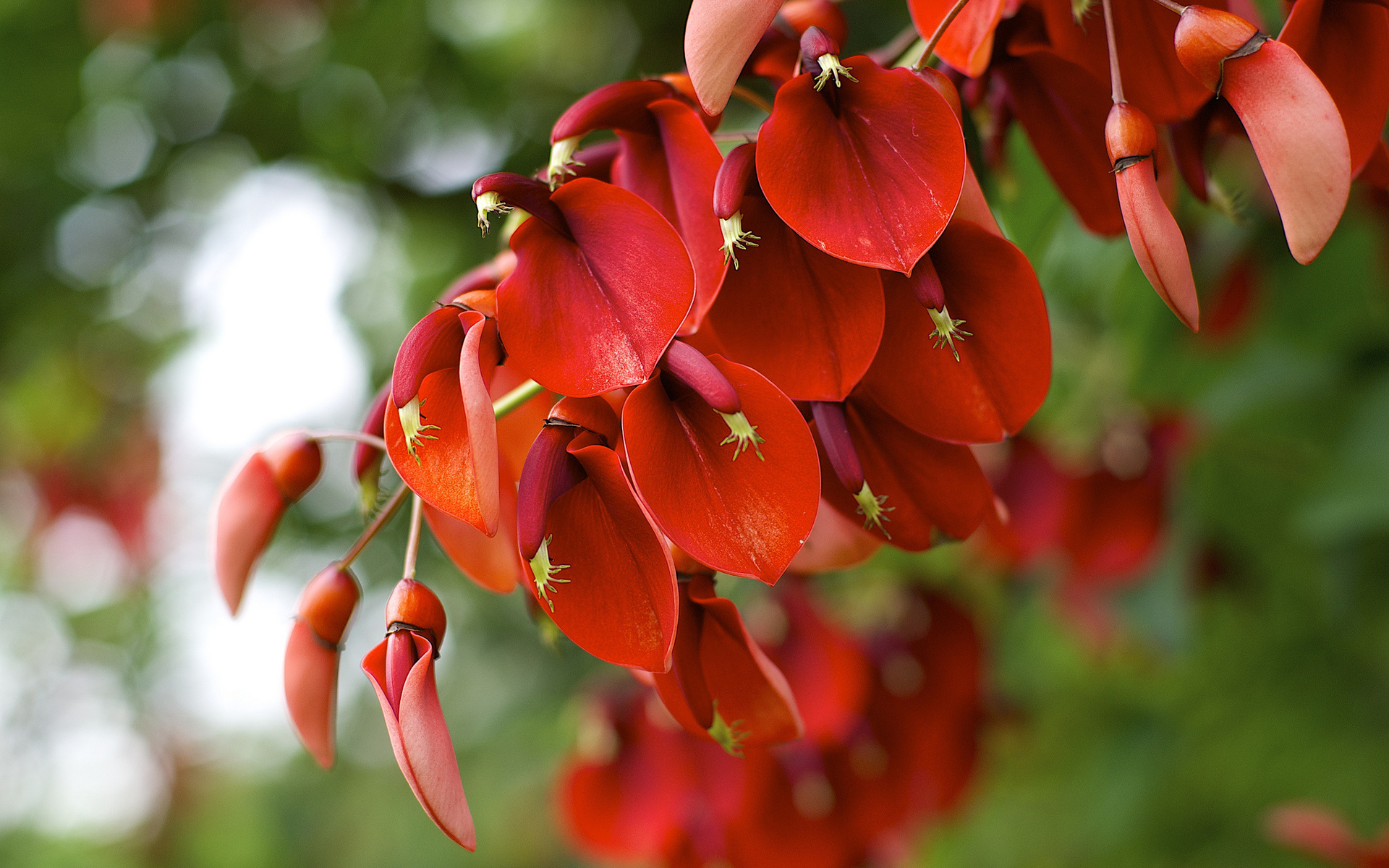 Baixe gratuitamente a imagem Floração, Terra/natureza na área de trabalho do seu PC