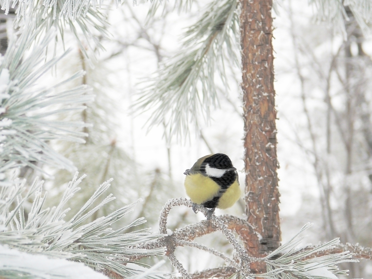 無料モバイル壁紙動物, 鳥, 冬をダウンロードします。