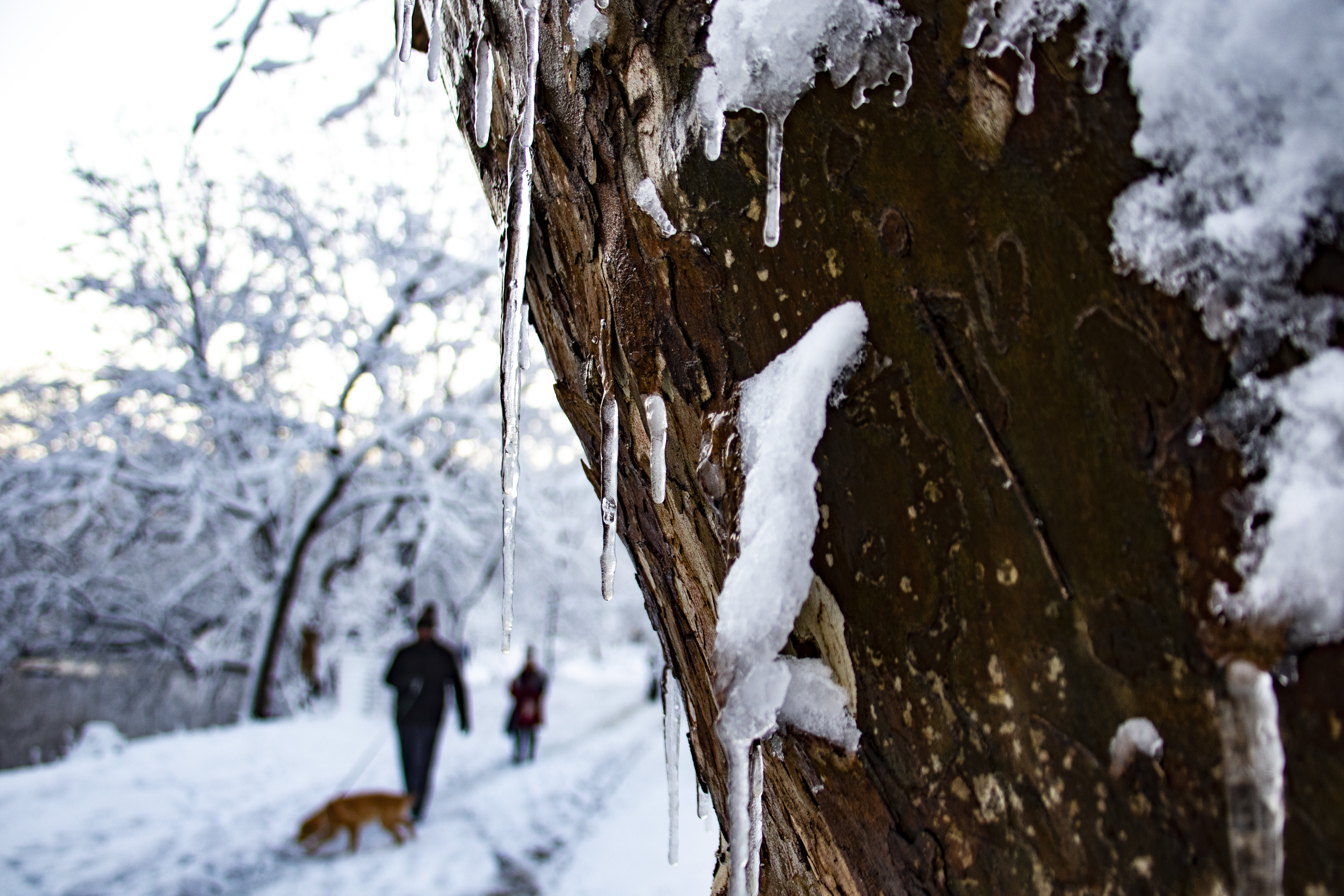 Baixar papel de parede para celular de Inverno, Terra/natureza gratuito.