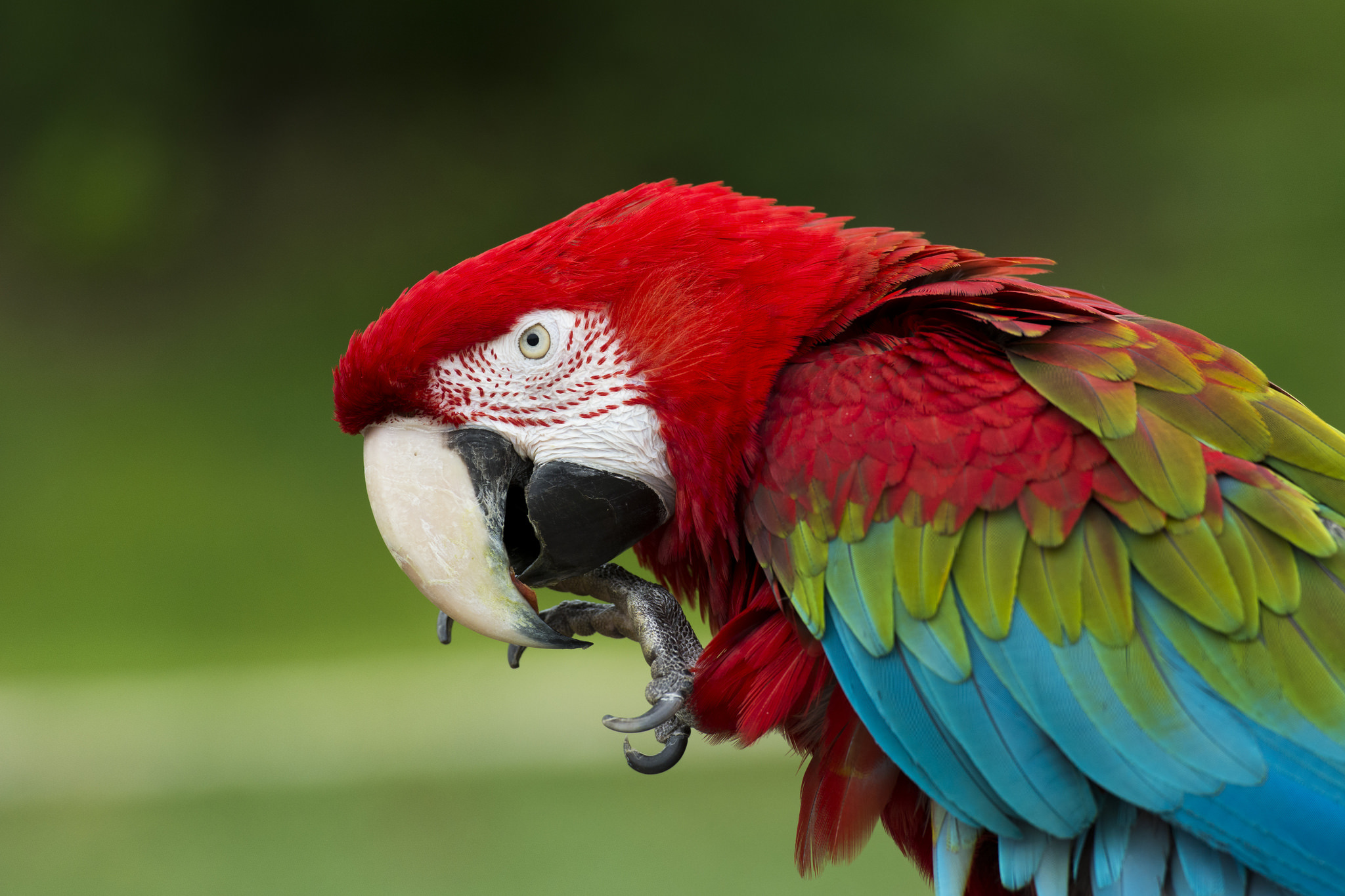 Download mobile wallpaper Birds, Animal, Macaw, Red And Green Macaw for free.