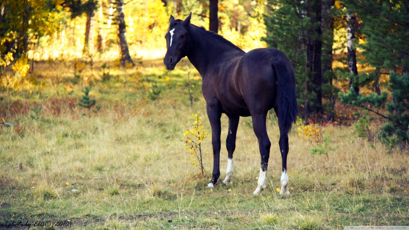 PCデスクトップに動物, 馬画像を無料でダウンロード