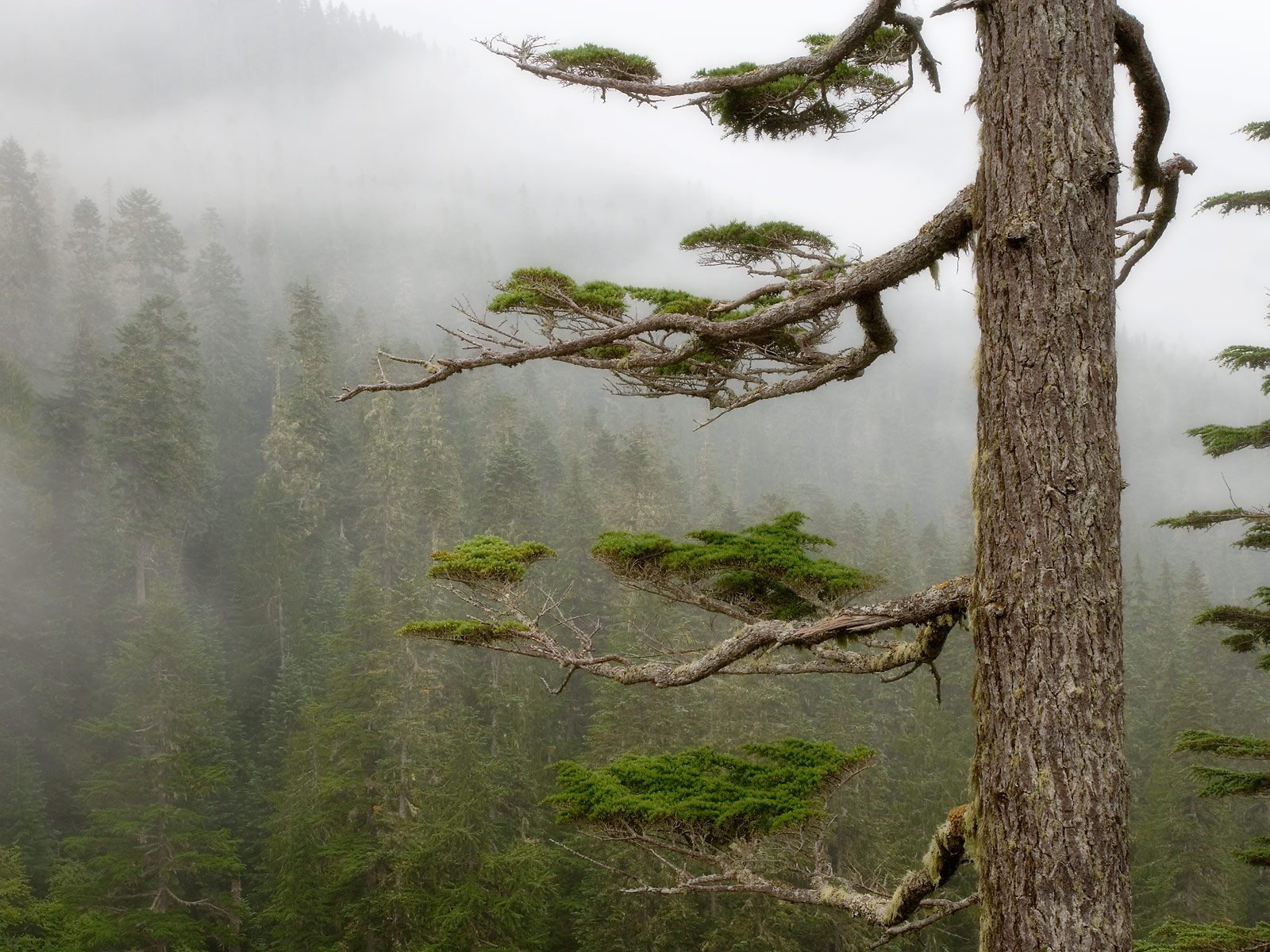 Baixar papel de parede para celular de Árvore, Terra/natureza gratuito.