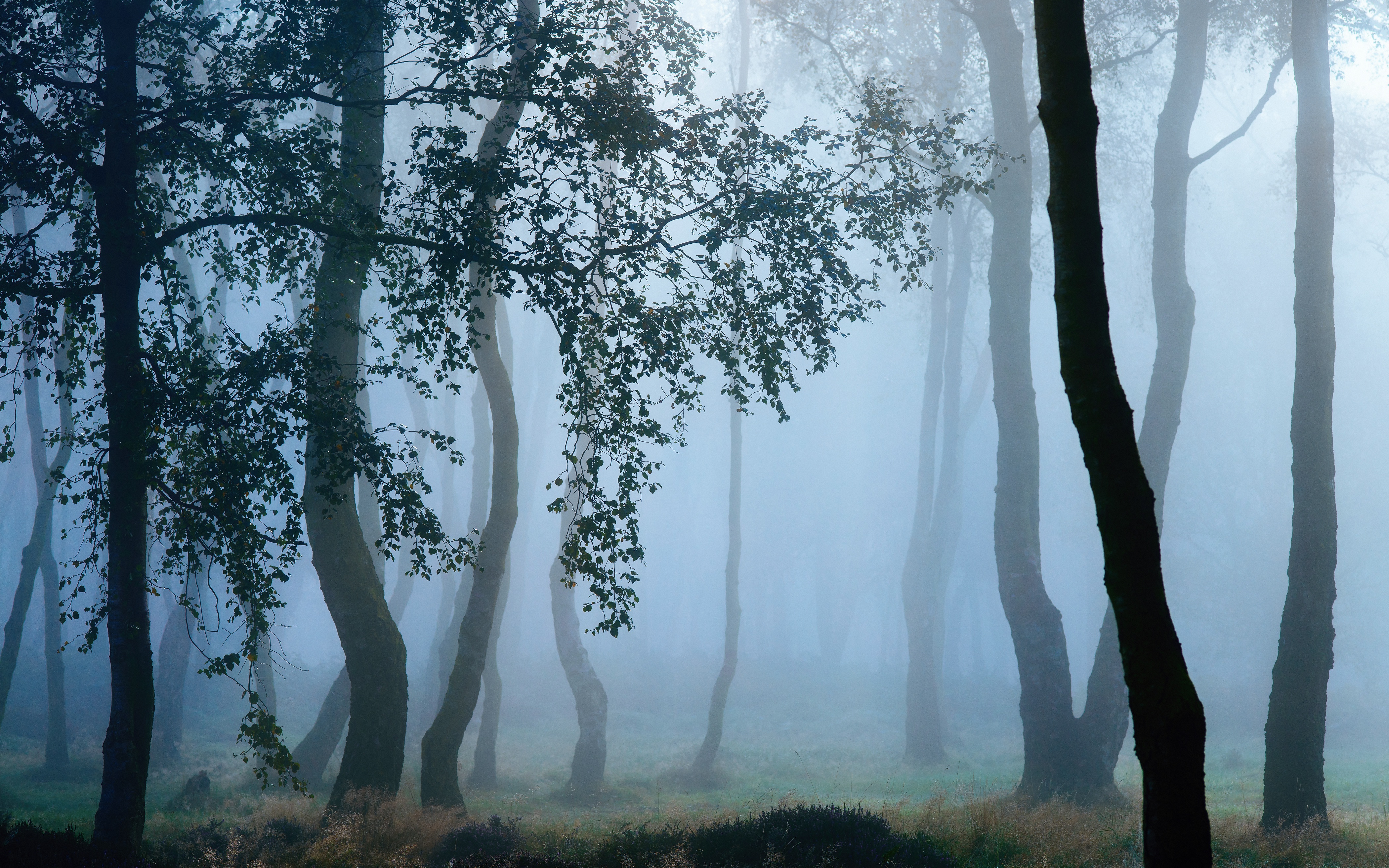 Free download wallpaper Nature, Tree, Fog, Earth on your PC desktop