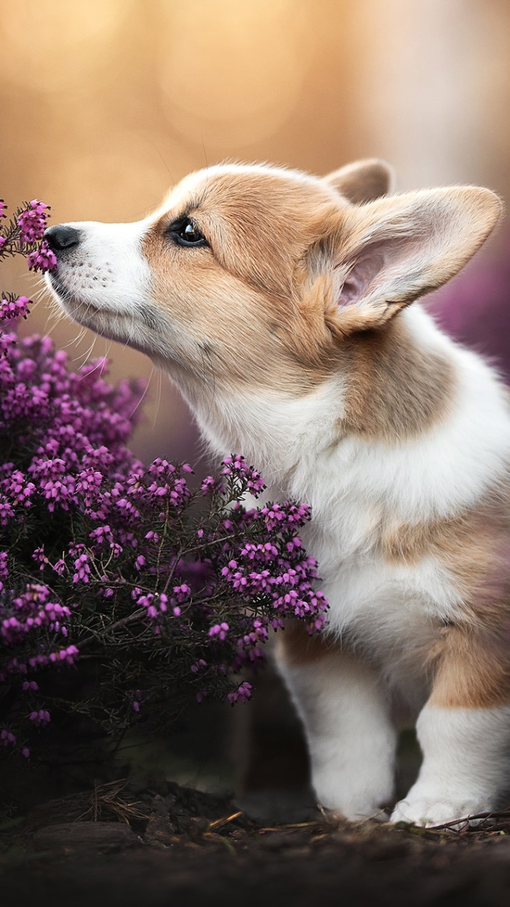 Download mobile wallpaper Dogs, Heather, Dog, Animal, Puppy, Corgi, Purple Flower for free.