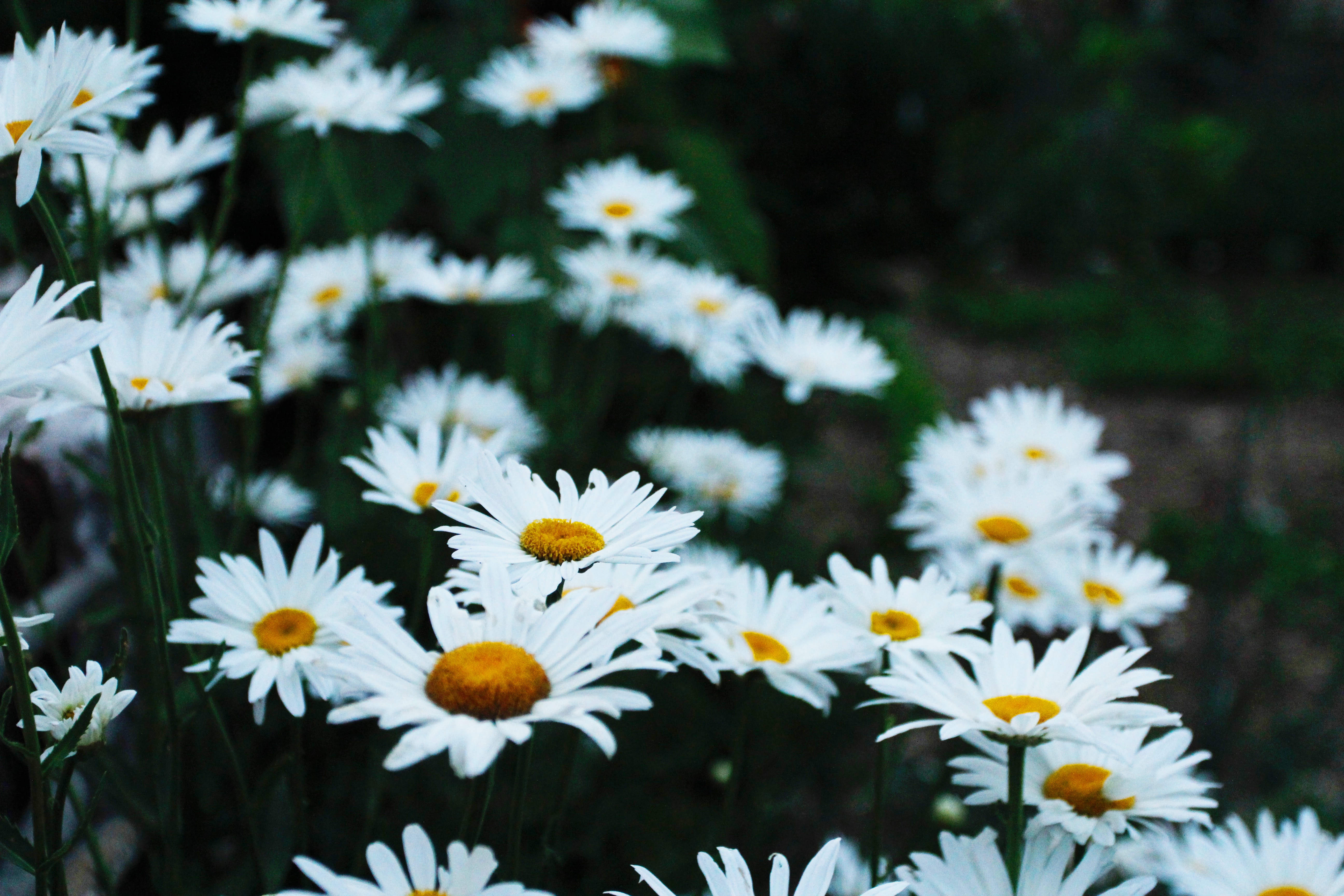 Free download wallpaper Flowers, Flowerbed, Flower Bed, Field, Camomile on your PC desktop