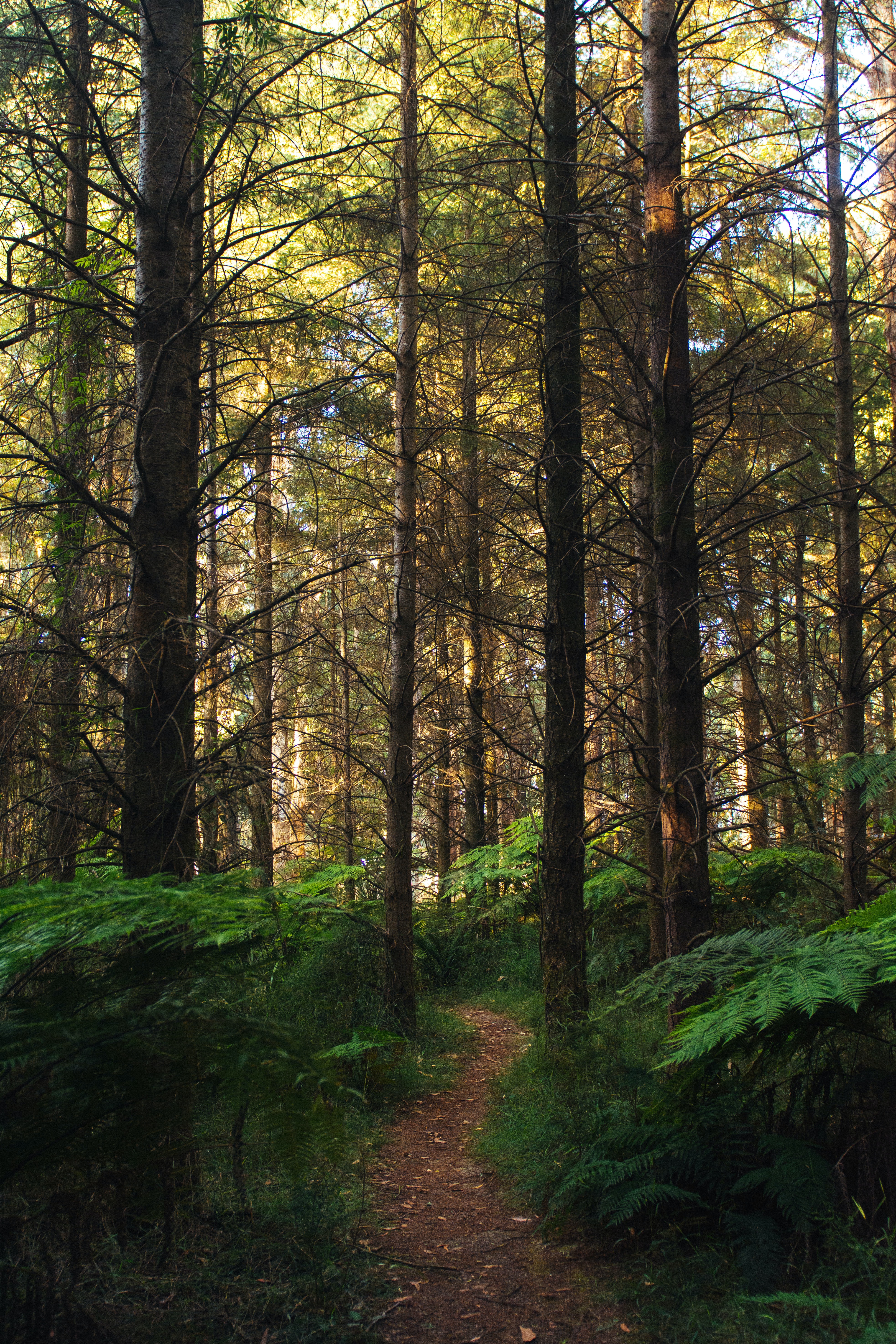 Free download wallpaper Path, Nature, Trees, Forest, Fern on your PC desktop