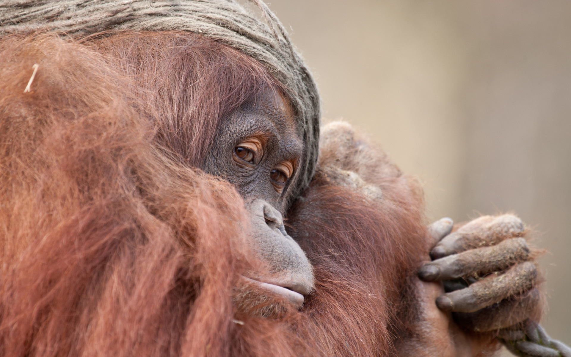 Laden Sie das Tiere, Affen, Orang Utan-Bild kostenlos auf Ihren PC-Desktop herunter