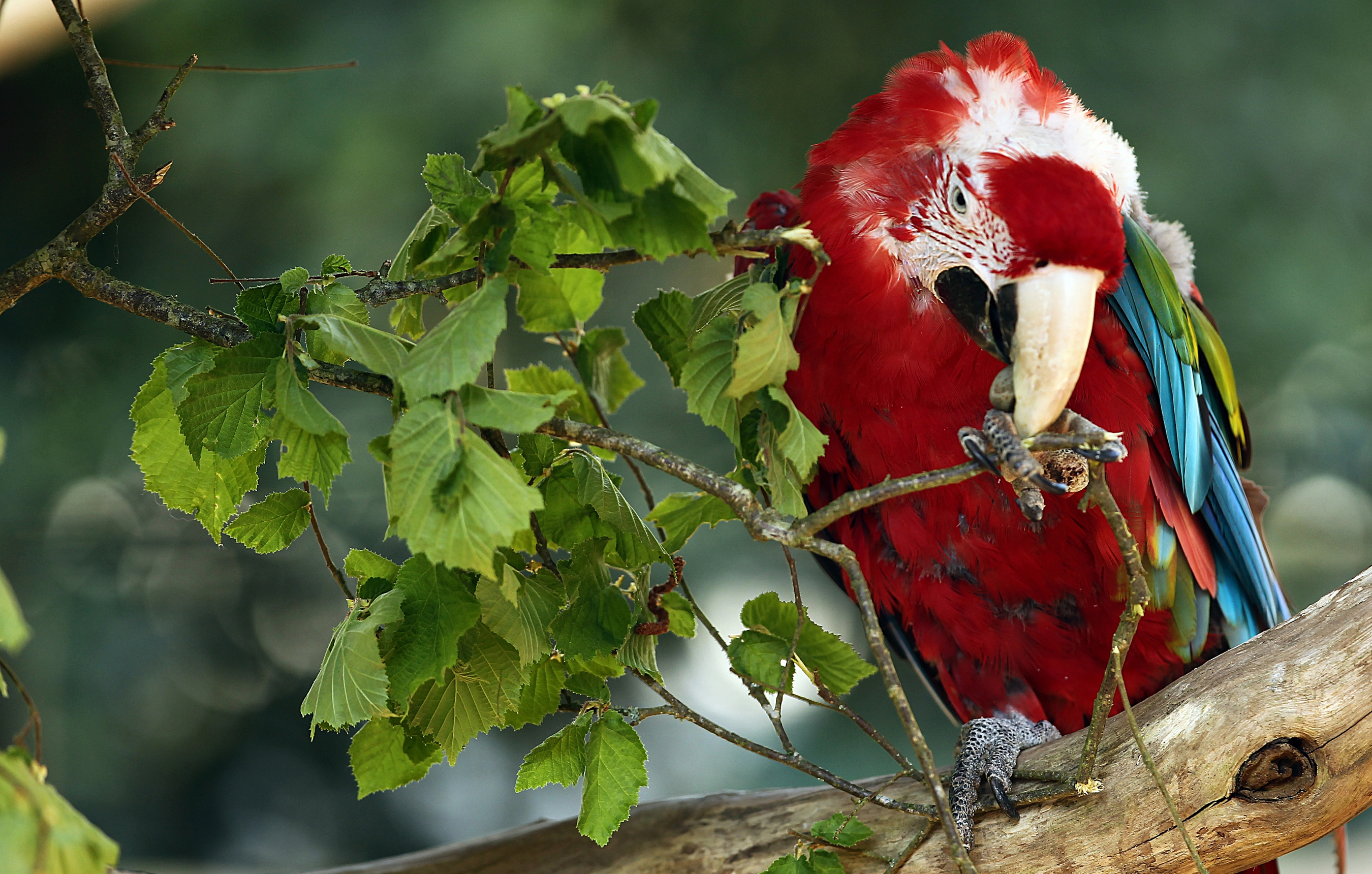 Free download wallpaper Birds, Bird, Animal, Macaw, Red And Green Macaw on your PC desktop